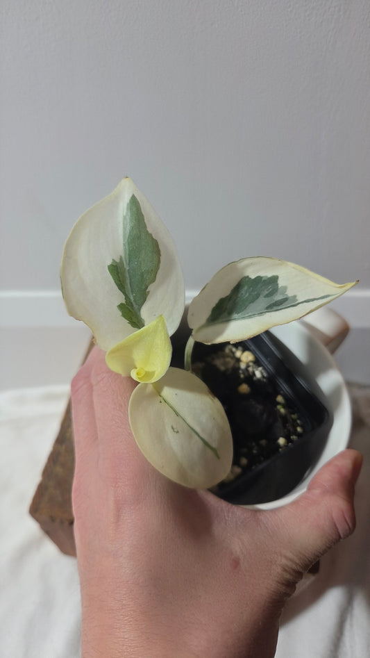Scindapsus Simbara Mutation (SCI-1386)