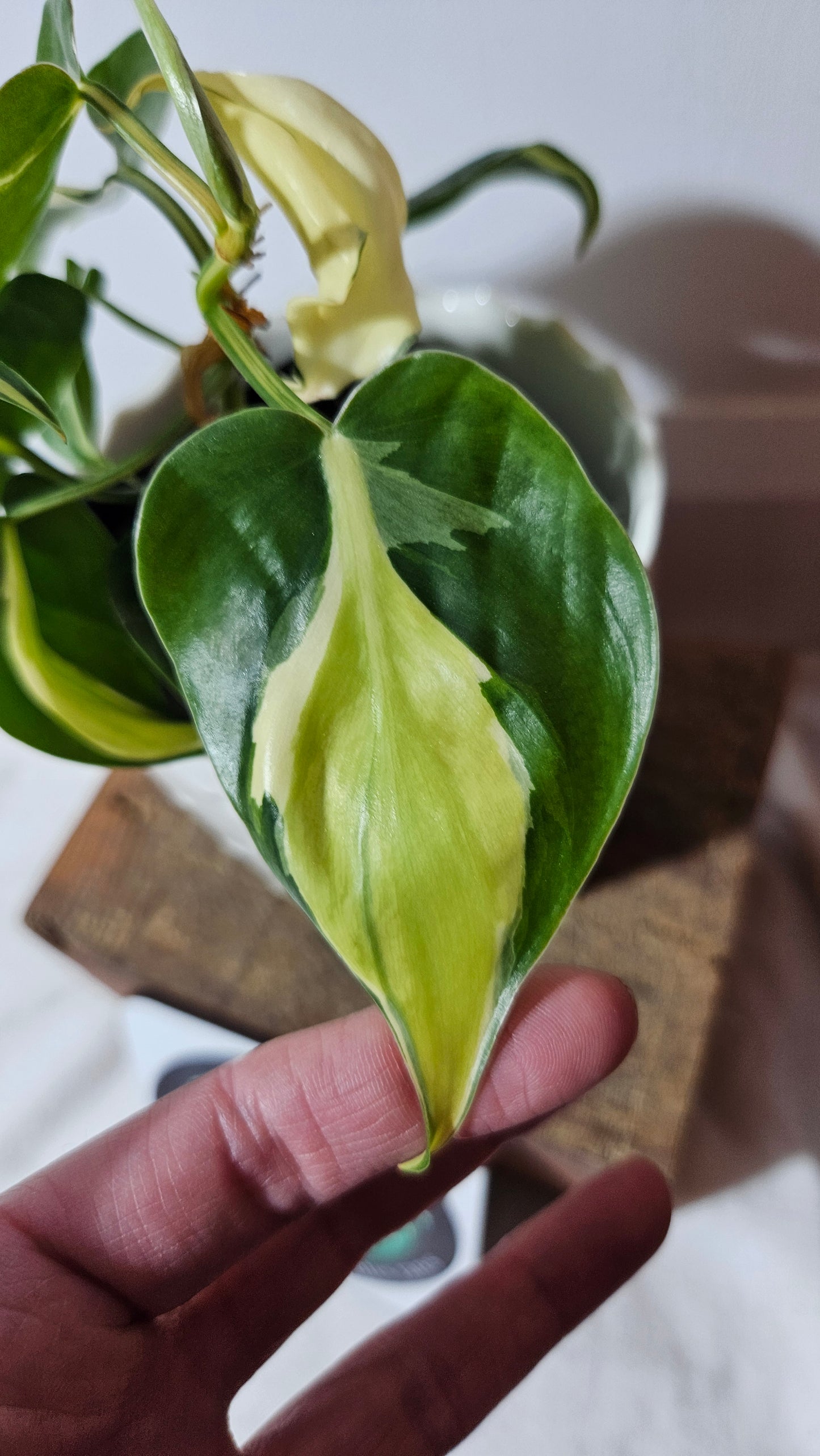 Philodendron Hederaceum Silver Stripe (PHI-733)