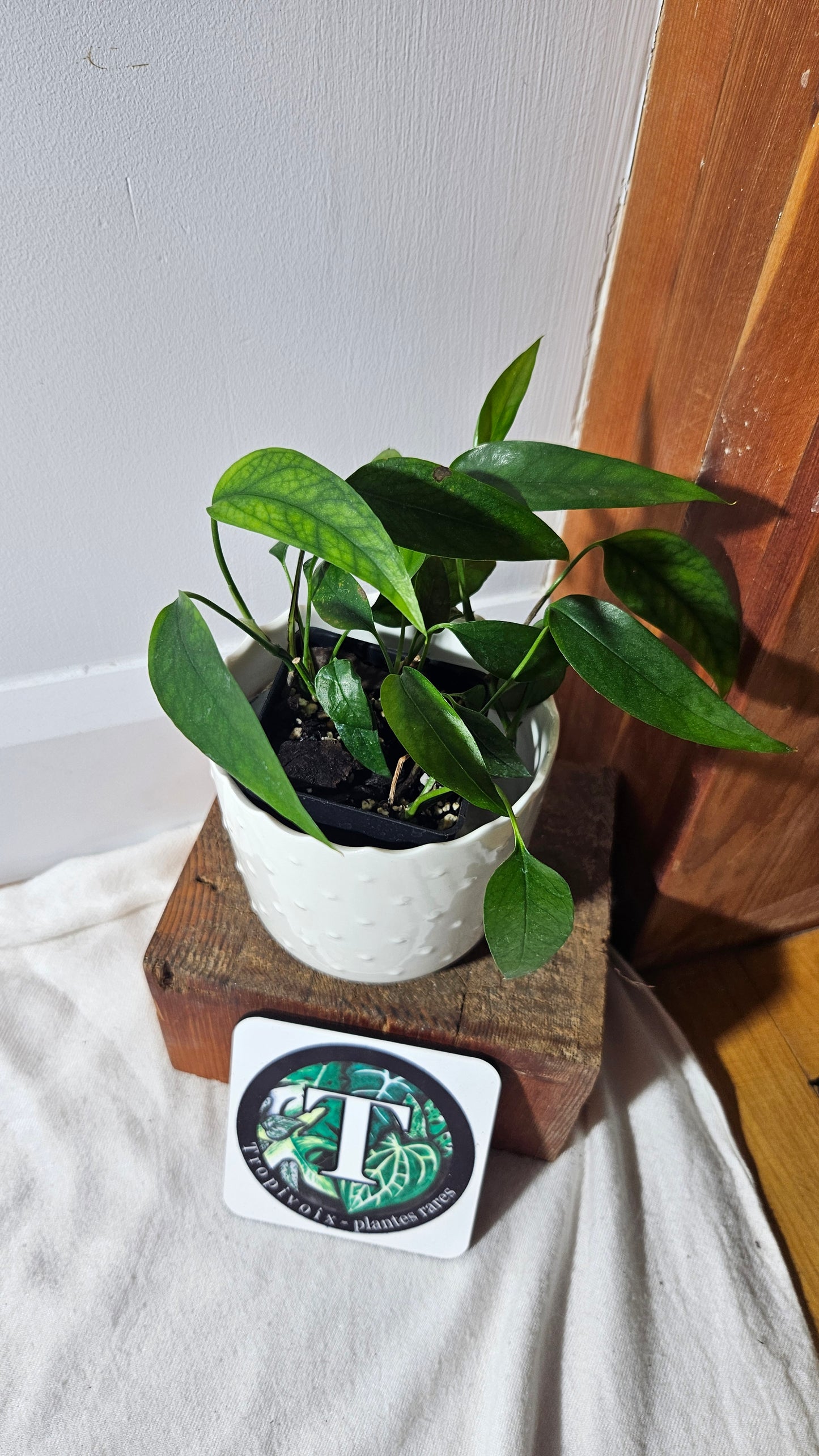 Epipremnum Squeletton Key (EPI-161)