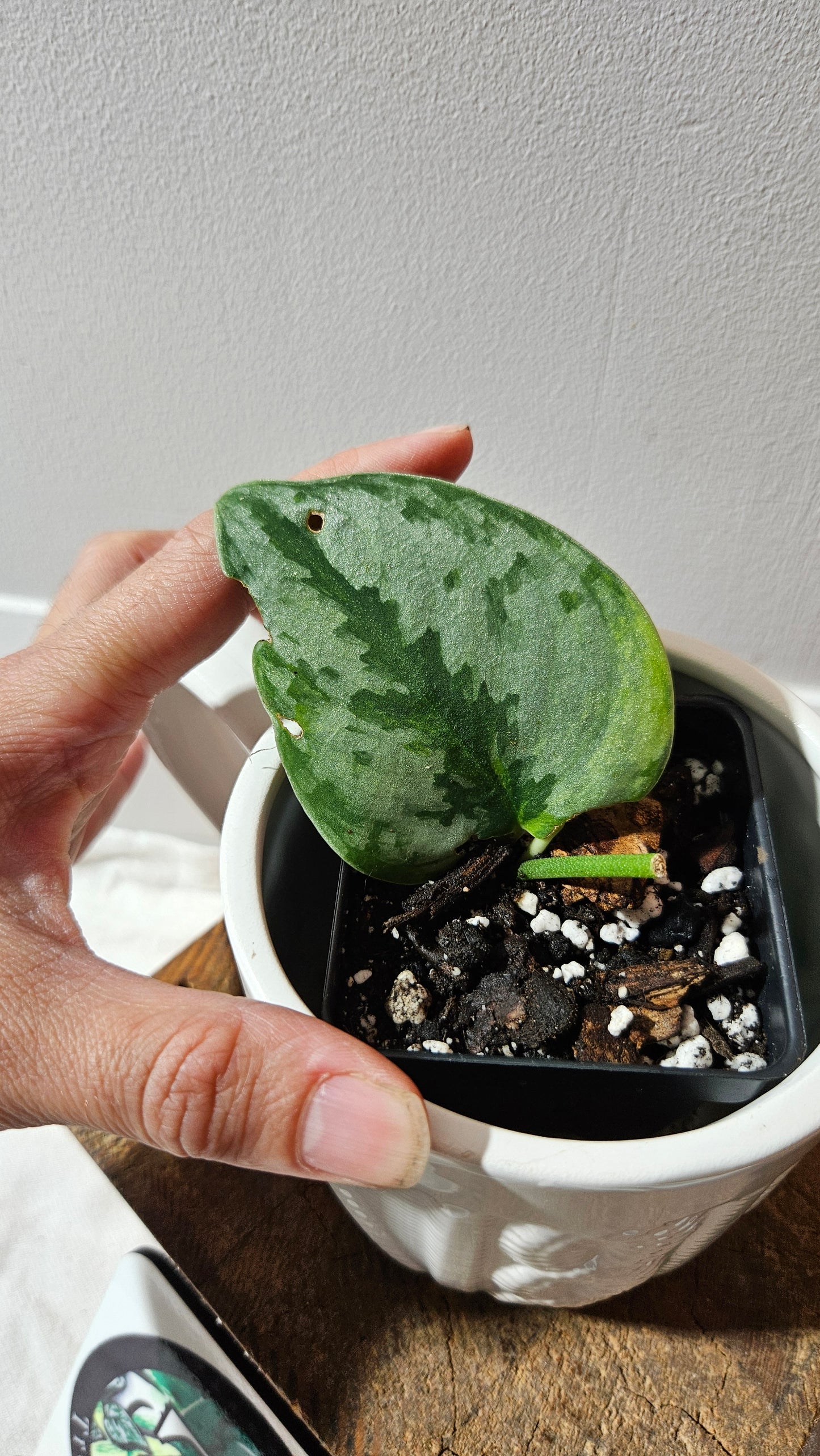 Scindapsus Yupa (SCI-1180)