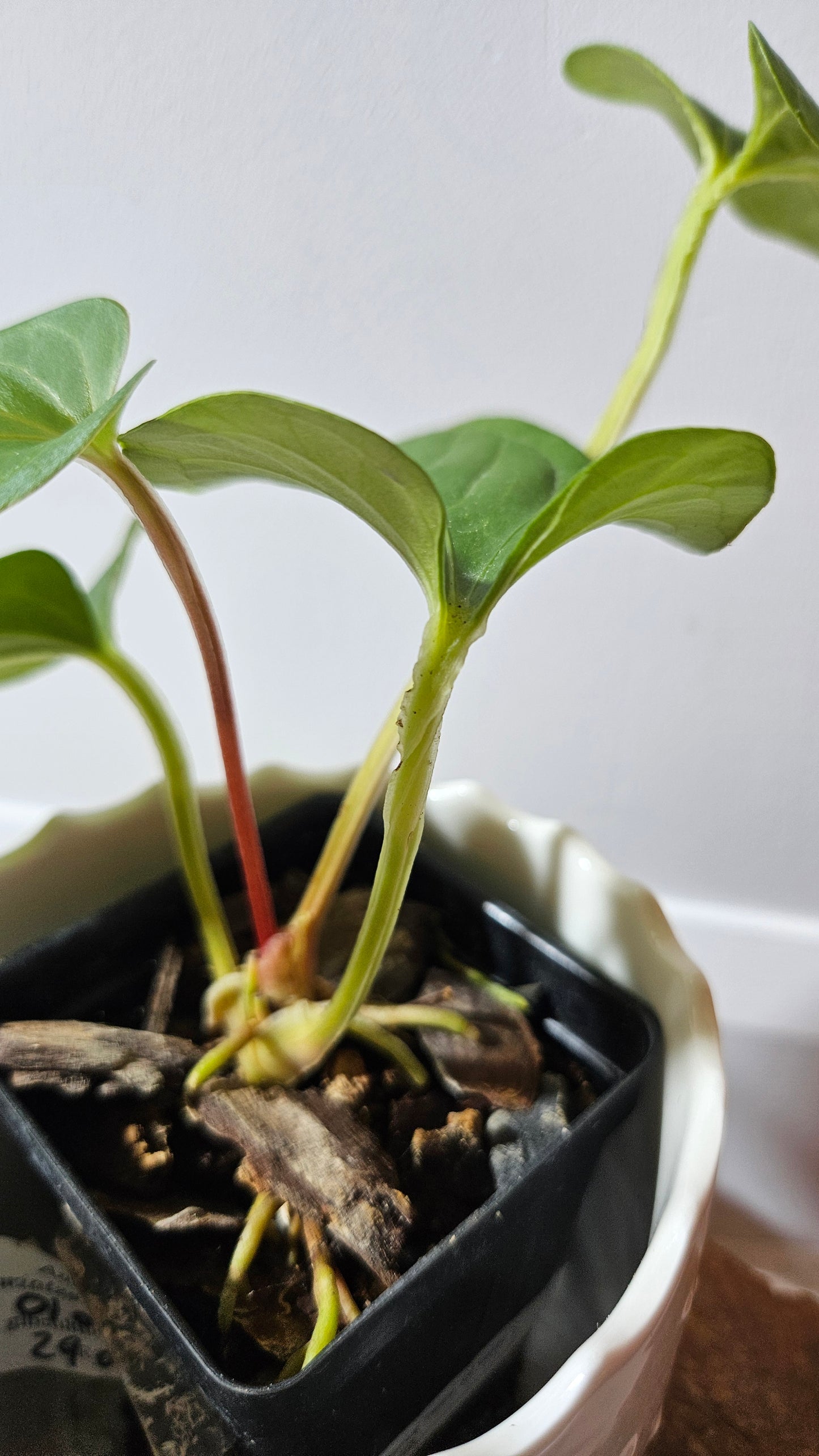 Anthurium  Tiwintza Aff Velvet "format MOYEN" (ANT-226)