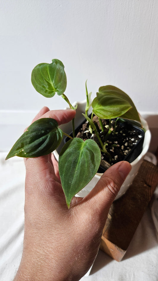 Philodendron Mican Var. REVERT (PHI-844)