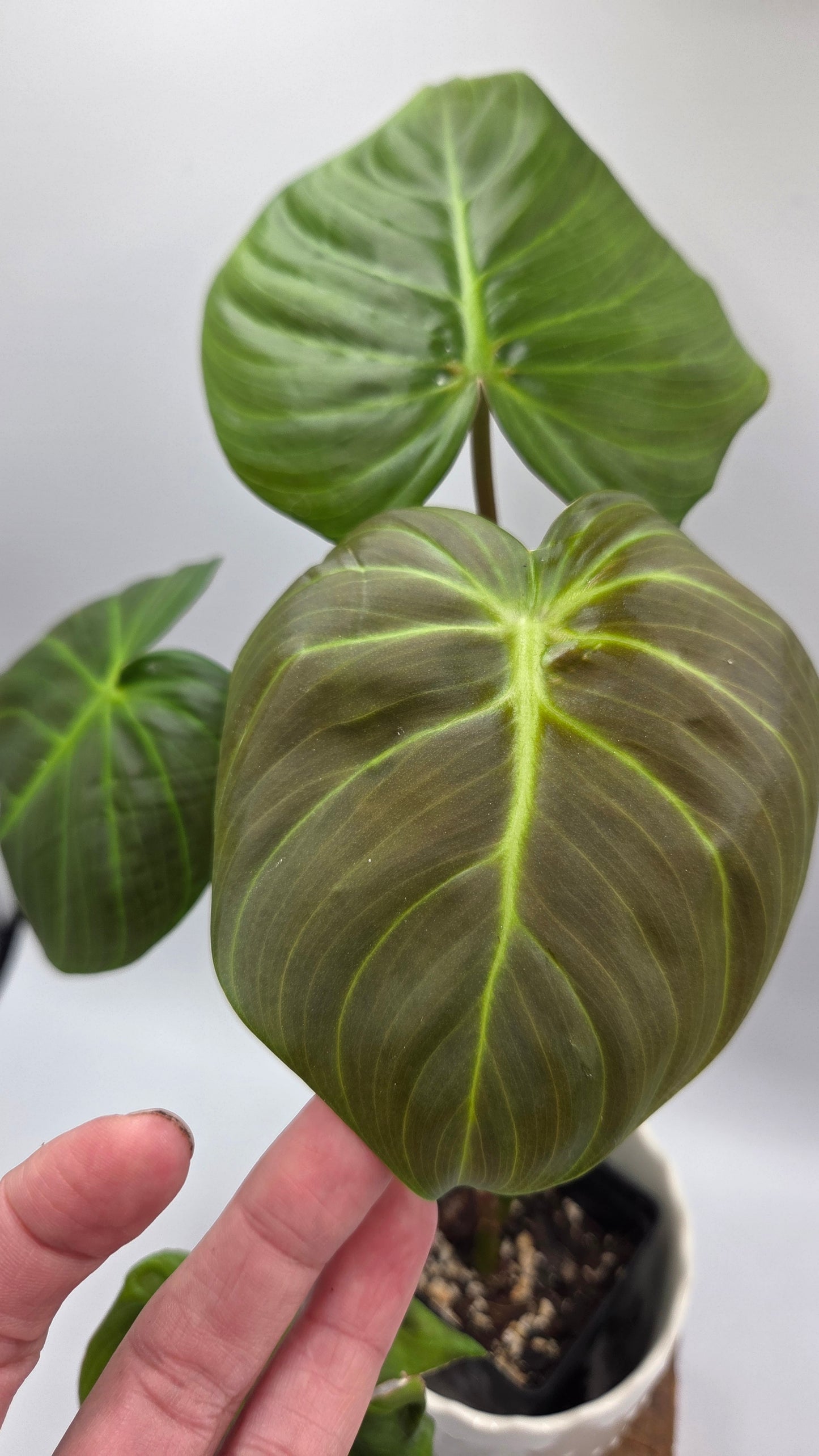 Philodendron Célébration/(Rubrijuvenile X Pastazanum) (PHI-929)