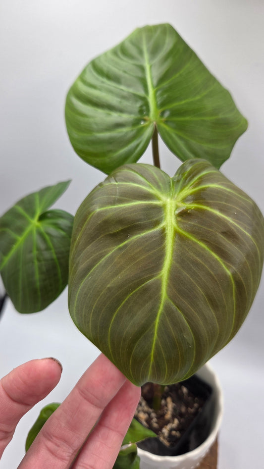 Philodendron Célébration/(Rubrijuvenile X Pastazanum) (PHI-929)