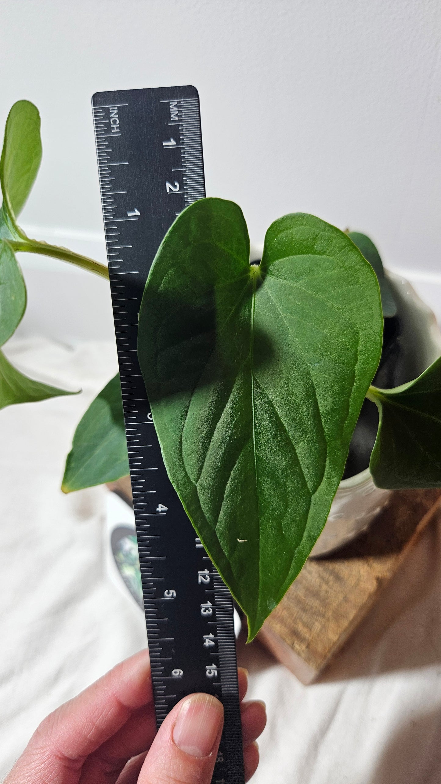 Anthurium  Tiwintza Aff Velvet "format MOYEN" (ANT-226)