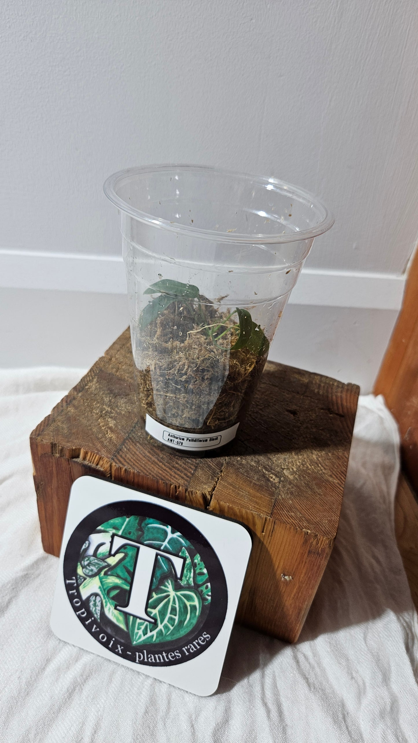 Anthurium Pallidiflorum Black "format SEEDLING"(ANT-570)