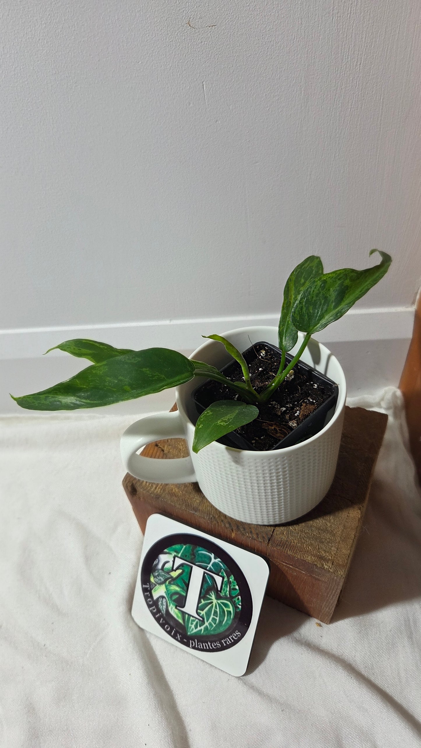 Philodendron Lime fiddle/ Minarum (PHI-976)