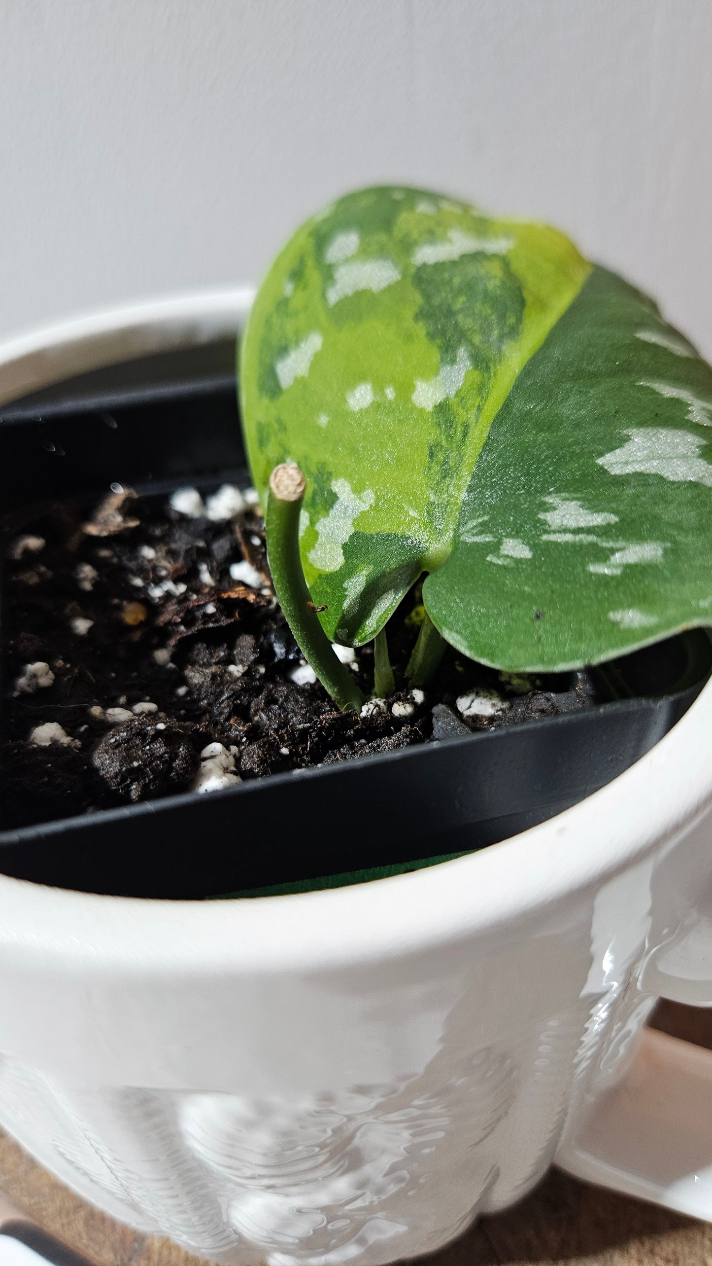 Scindapsus Sentarum (SCI-1130)