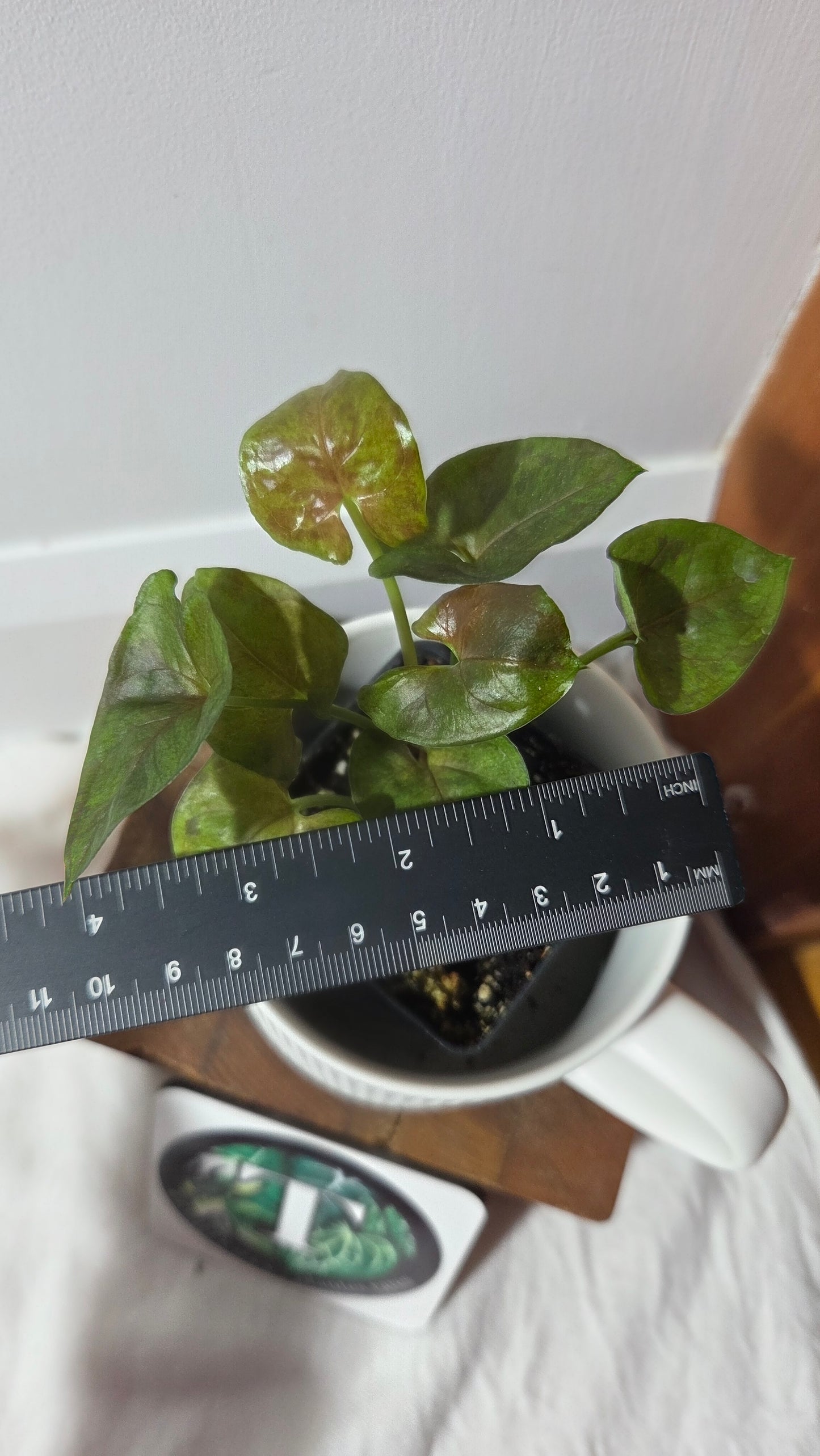 Syngonium Matcha Sprinkle (SYN-486)