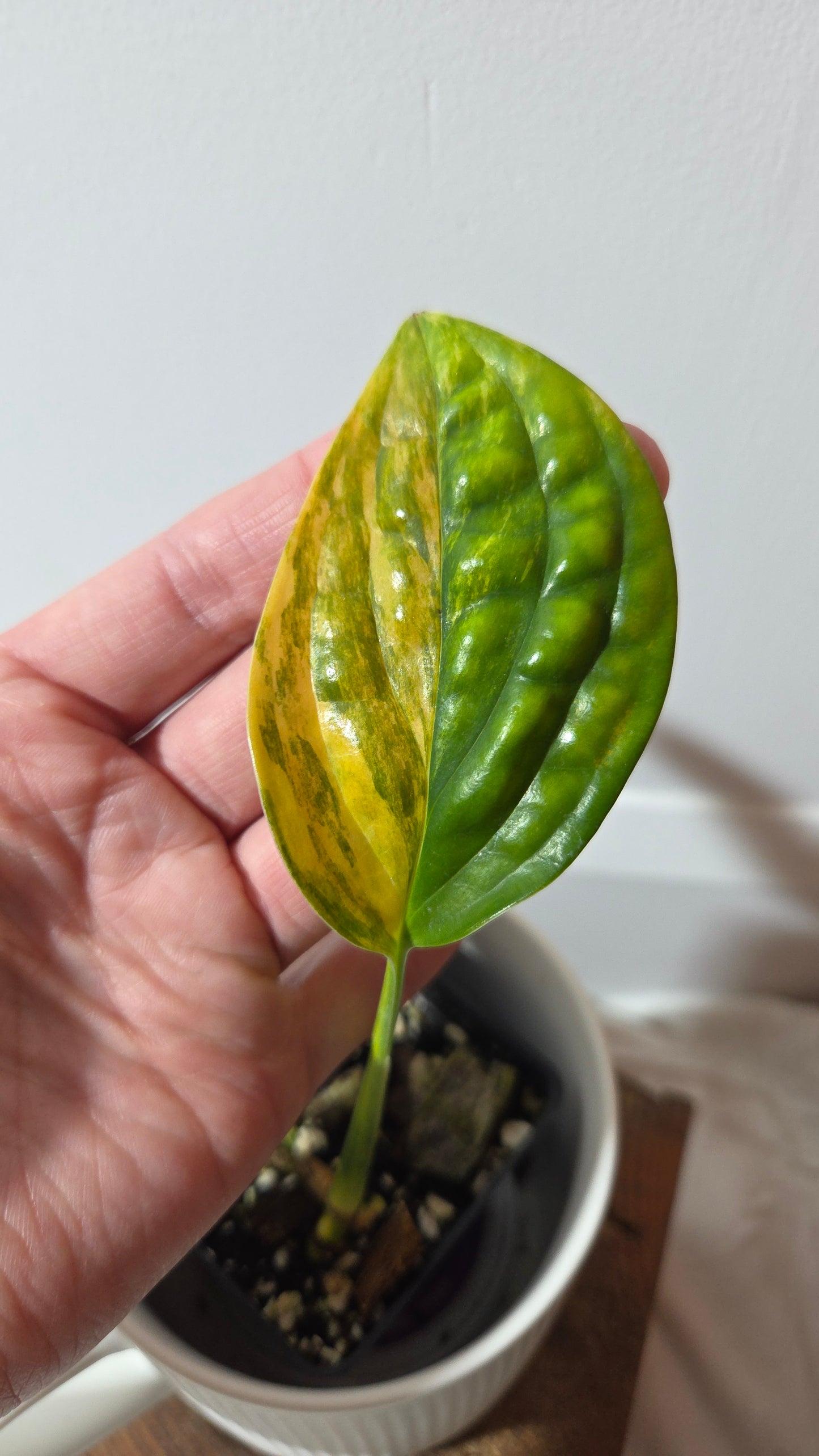 Monstera Karstenianum/Peru Variegata (MON-402)