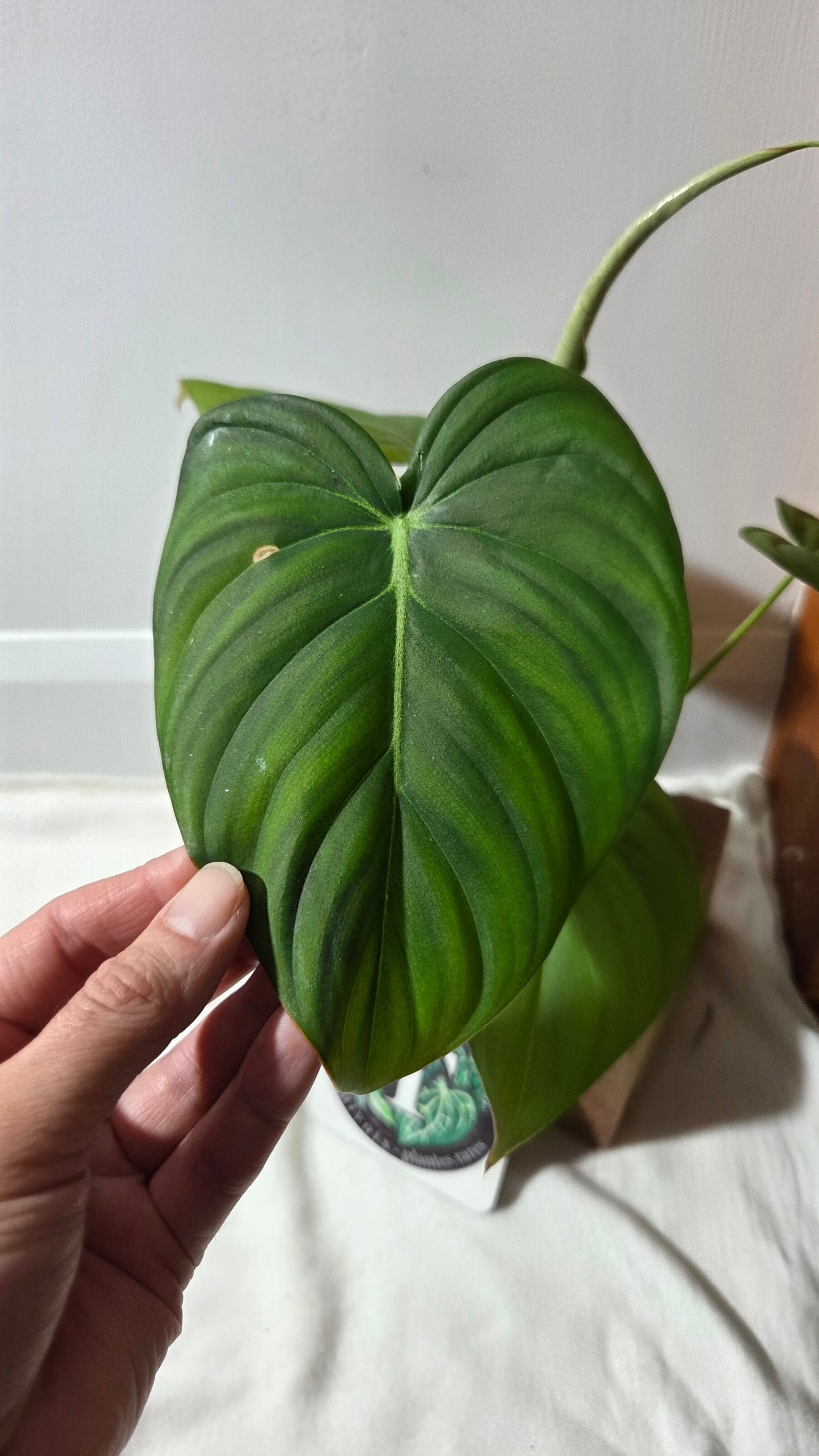 Philodendron Dean McDowell (PHI-992)