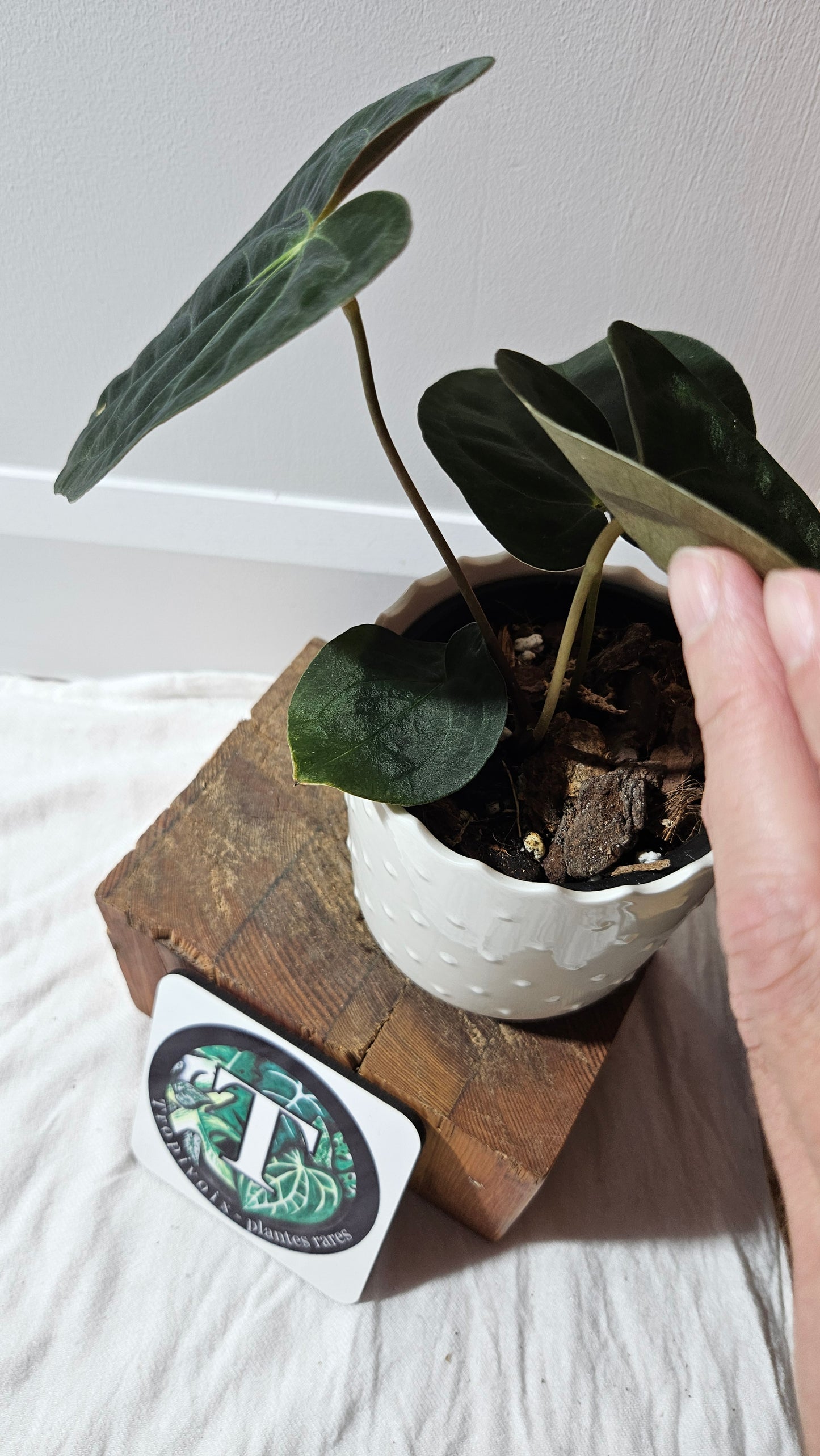 Anthurium  Papillilaminum (d'équateur) "format MOYEN" (ANT-611)