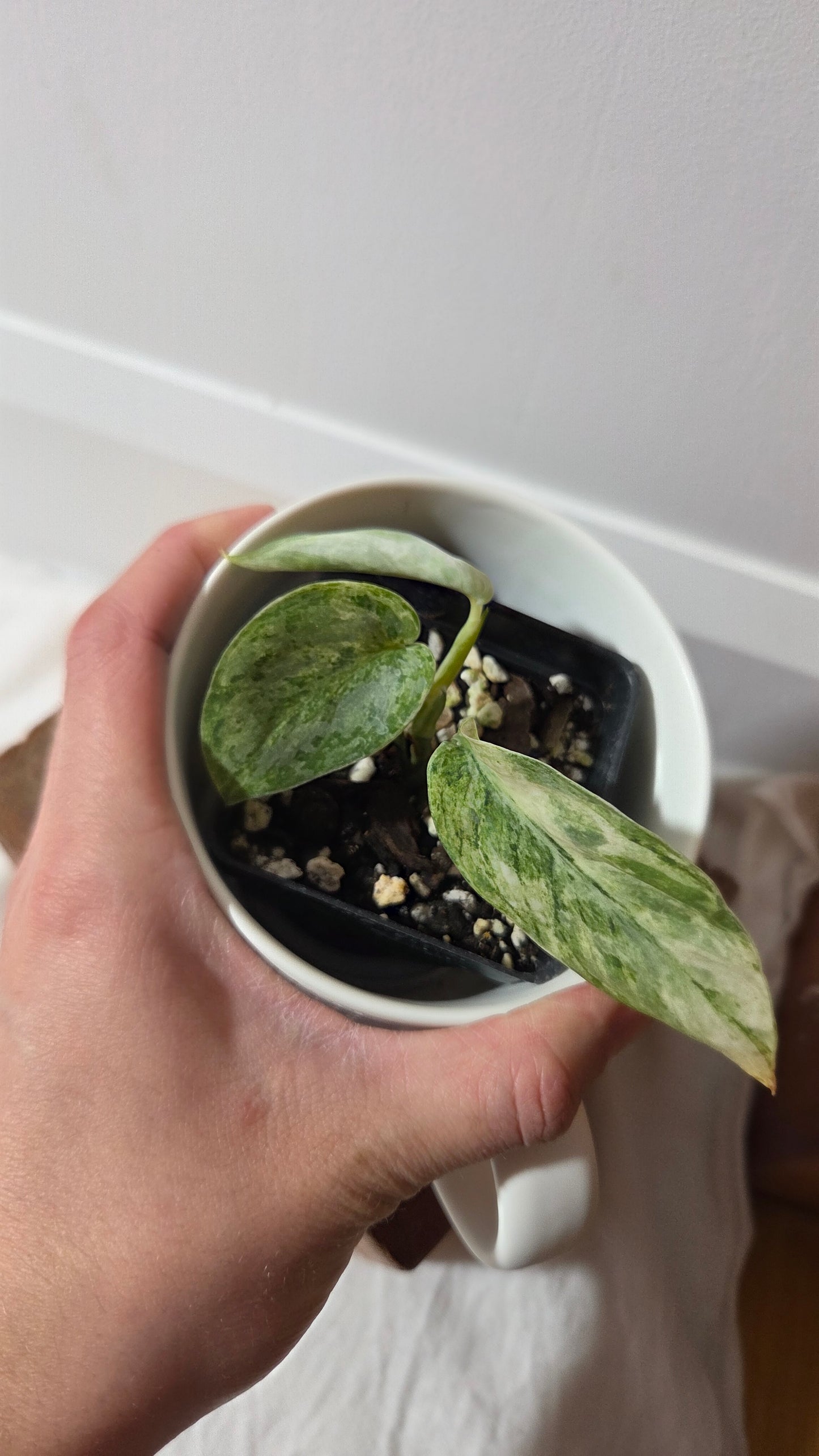 Scindapsus Perlas (SCI-1096)