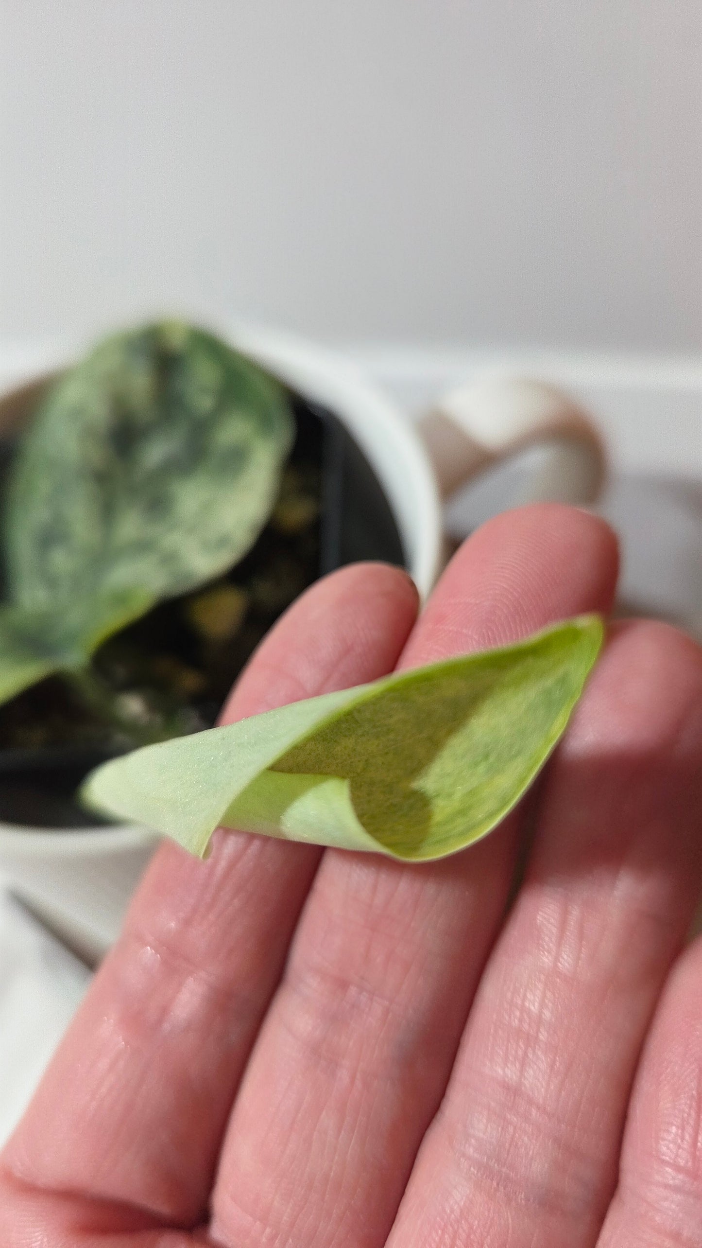 Scindapsus Silver Cloud variegata (SCI-1417)