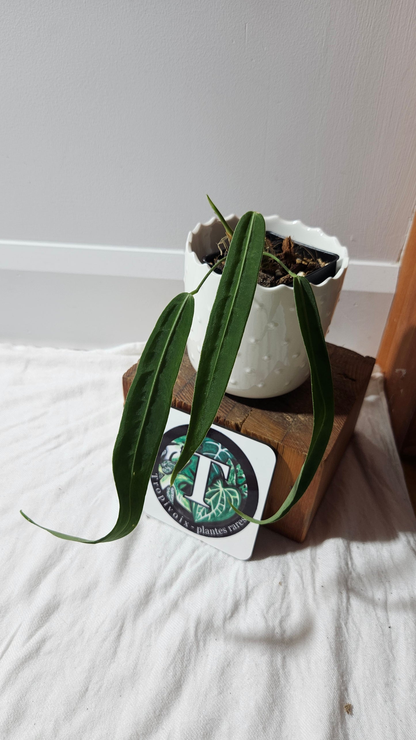 Anthurium Pallidiflorum "format PETIT/MOYEN"(ANT-599)