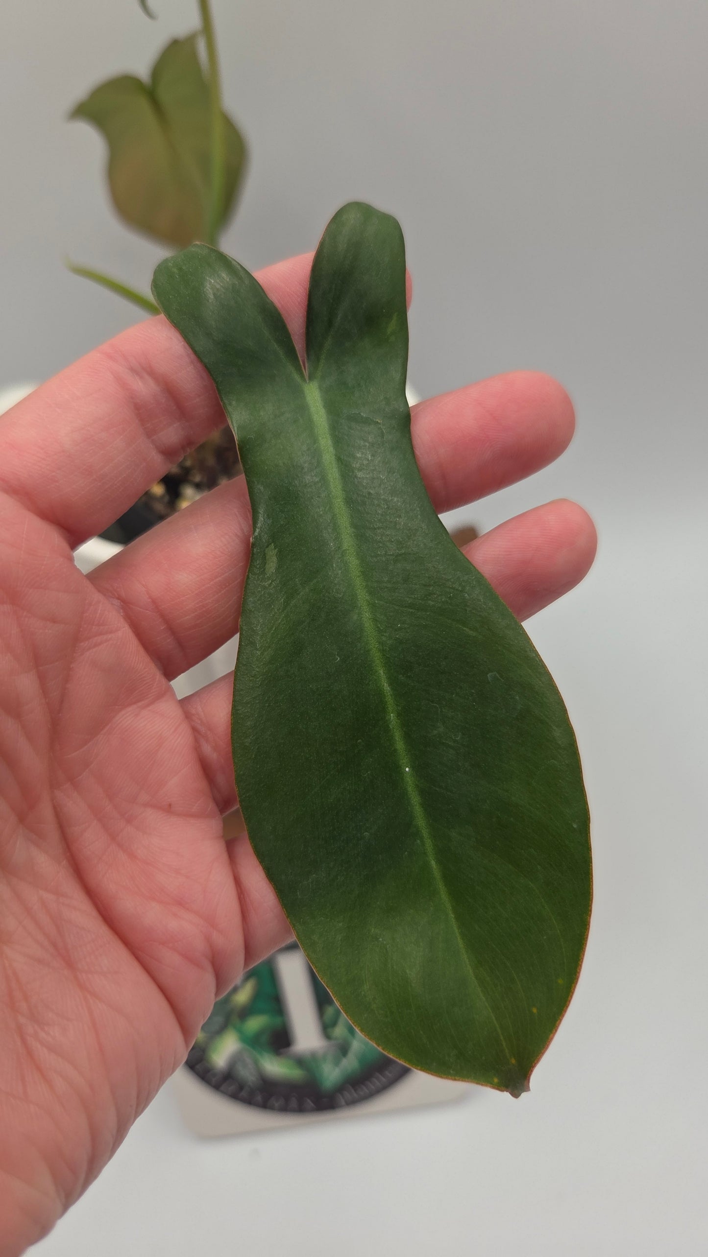 Philodendron Paradise Beauty (FloridaBeautyXParaiso Verde)(PHI-1024)