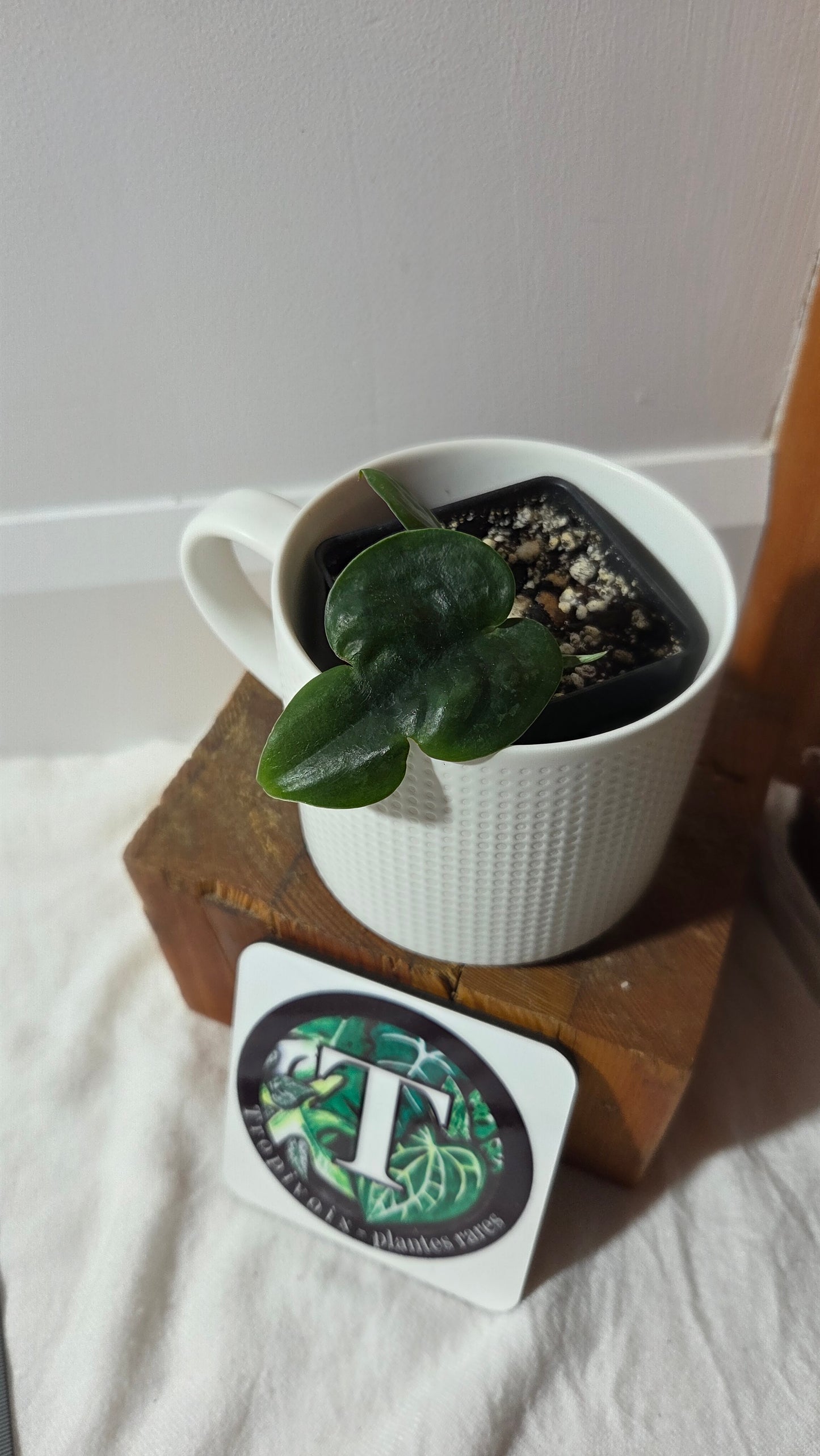 Scindapsus Dark Cloud (SCI-1383)