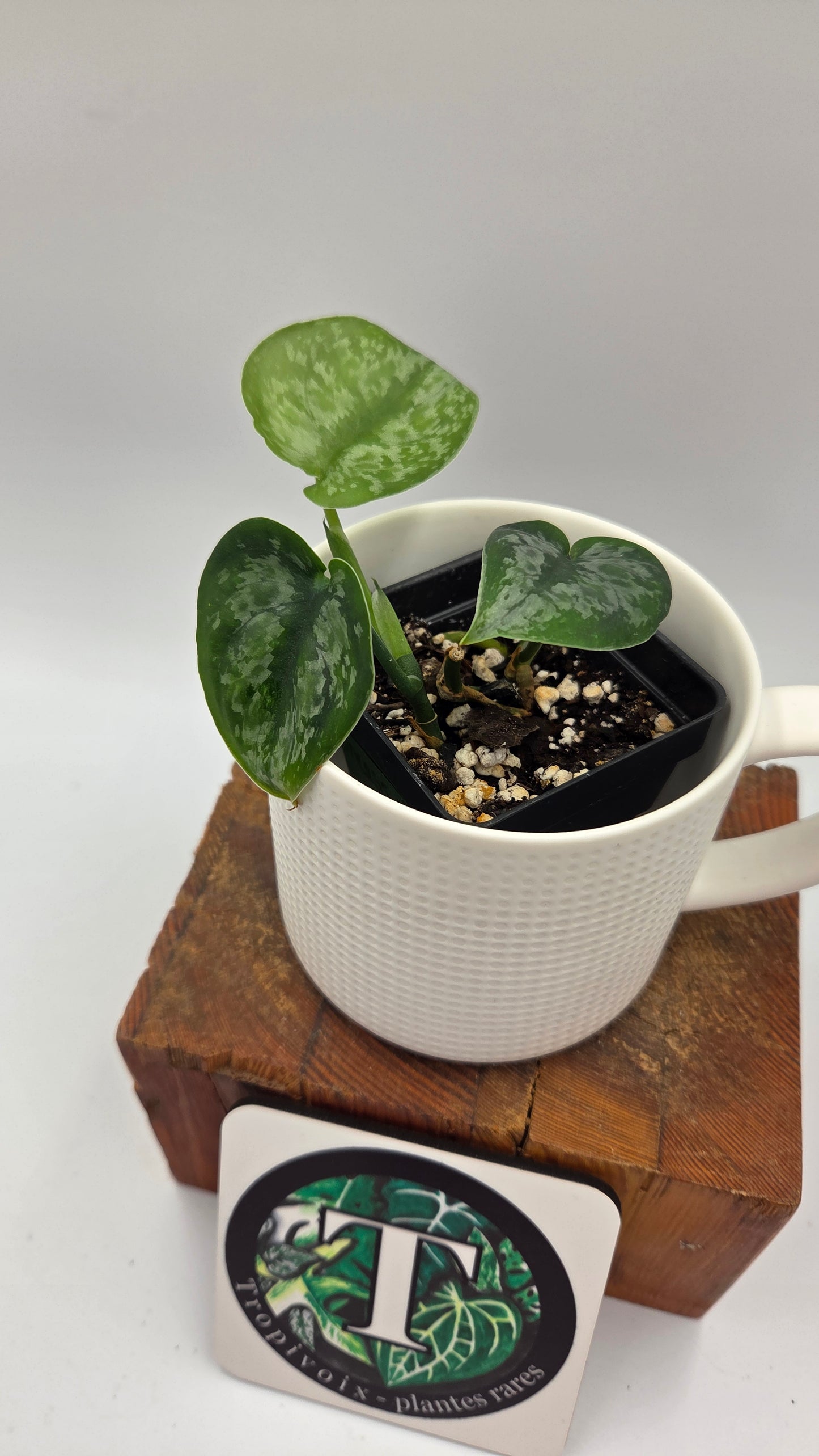 Scindapsus Dark Princess Tricolore (SCI-1109)