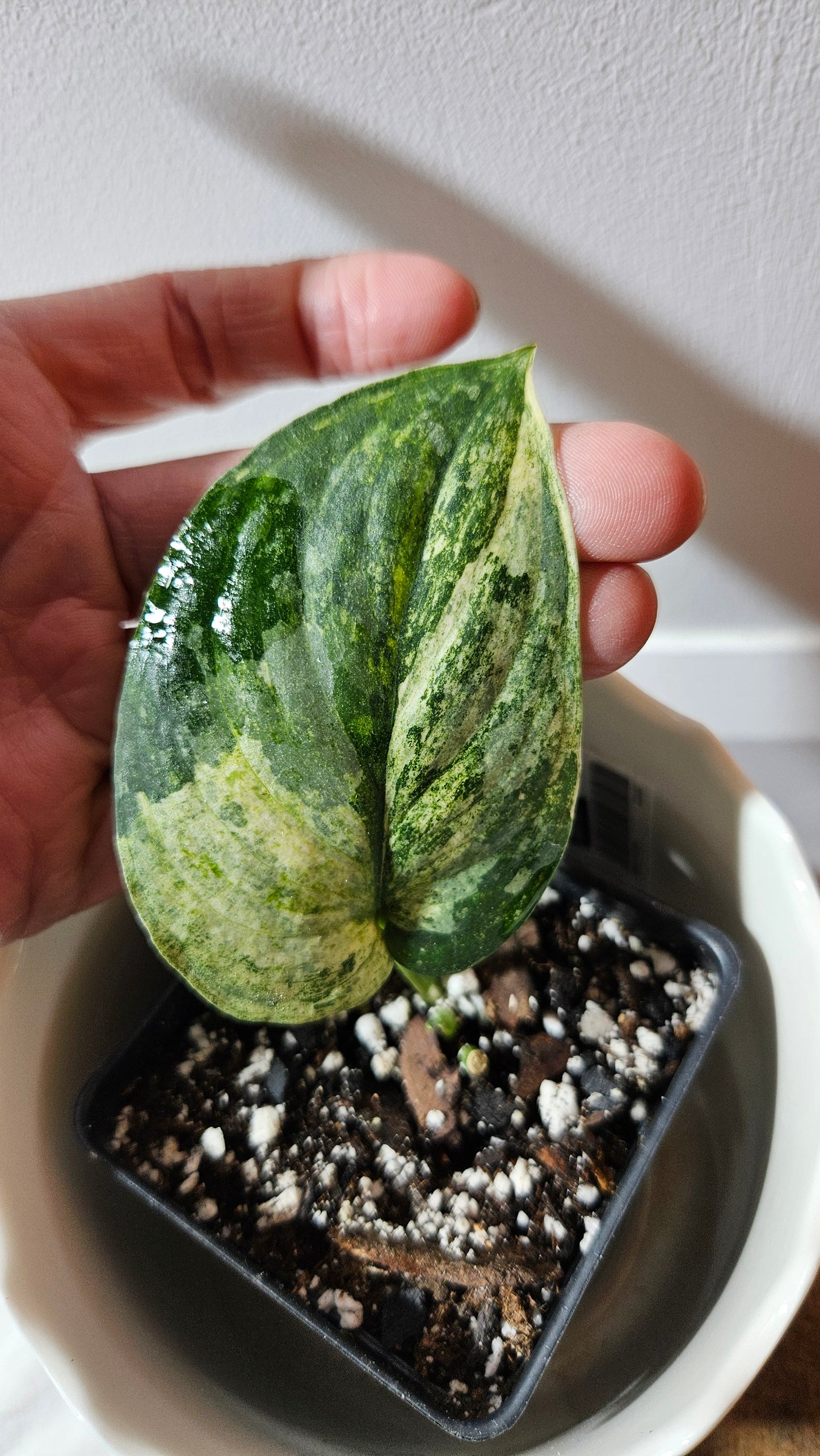 Scindapsus Dark Splash Variegata (SCI-757)