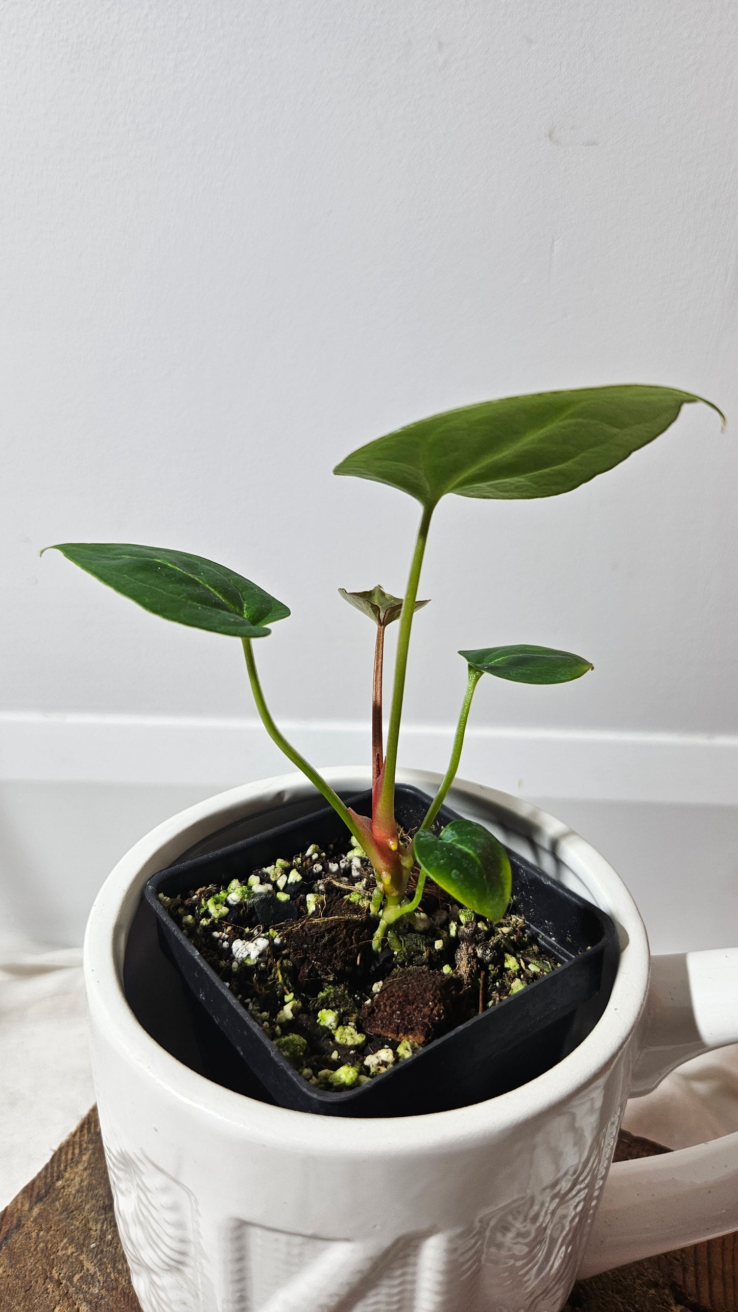 Anthurium  Crystallinum Hybrid "format SEEDLING" (ANT-177)