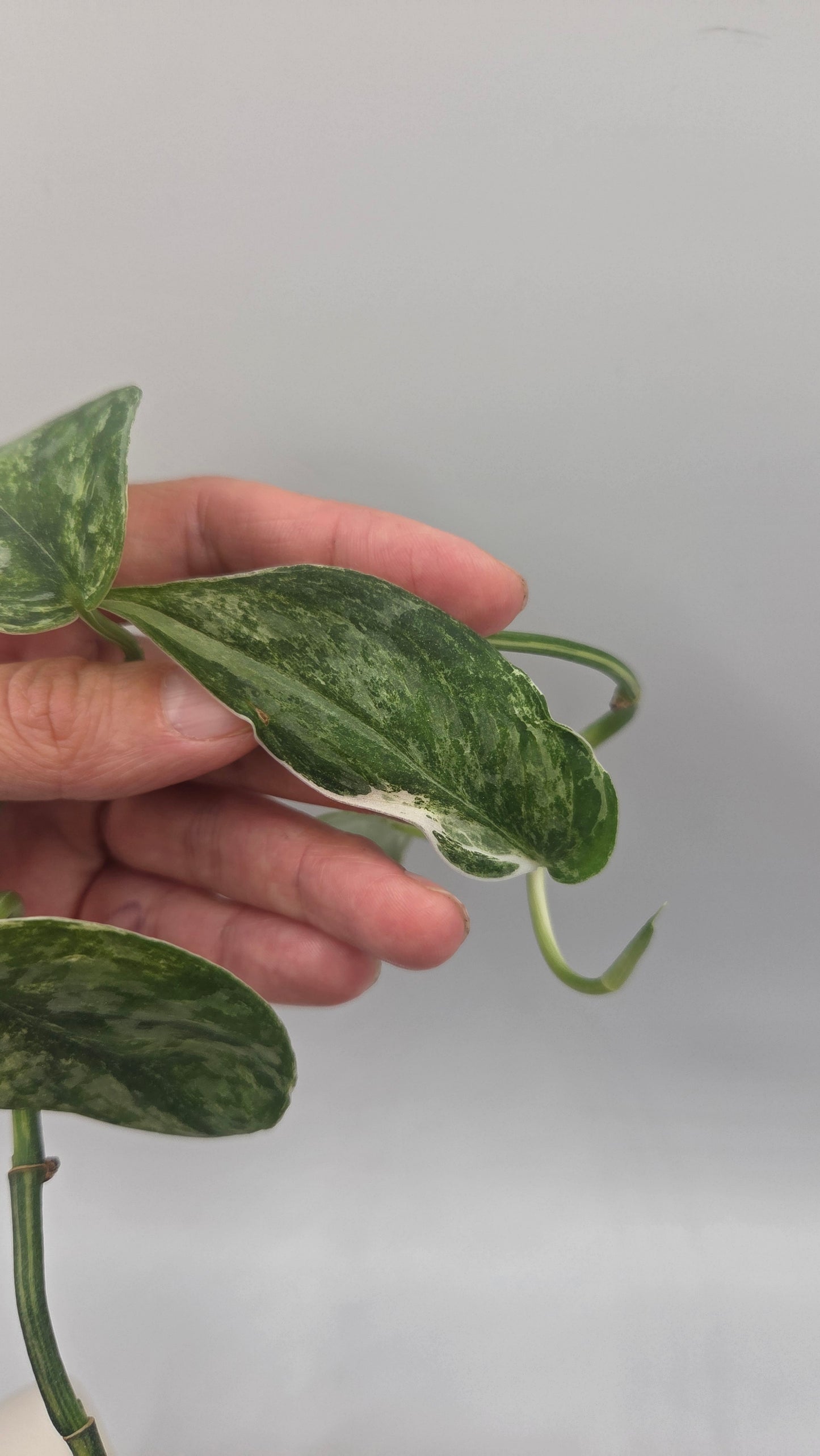 Scindapsus Exotica Salaka Tricolore (SCI-894)