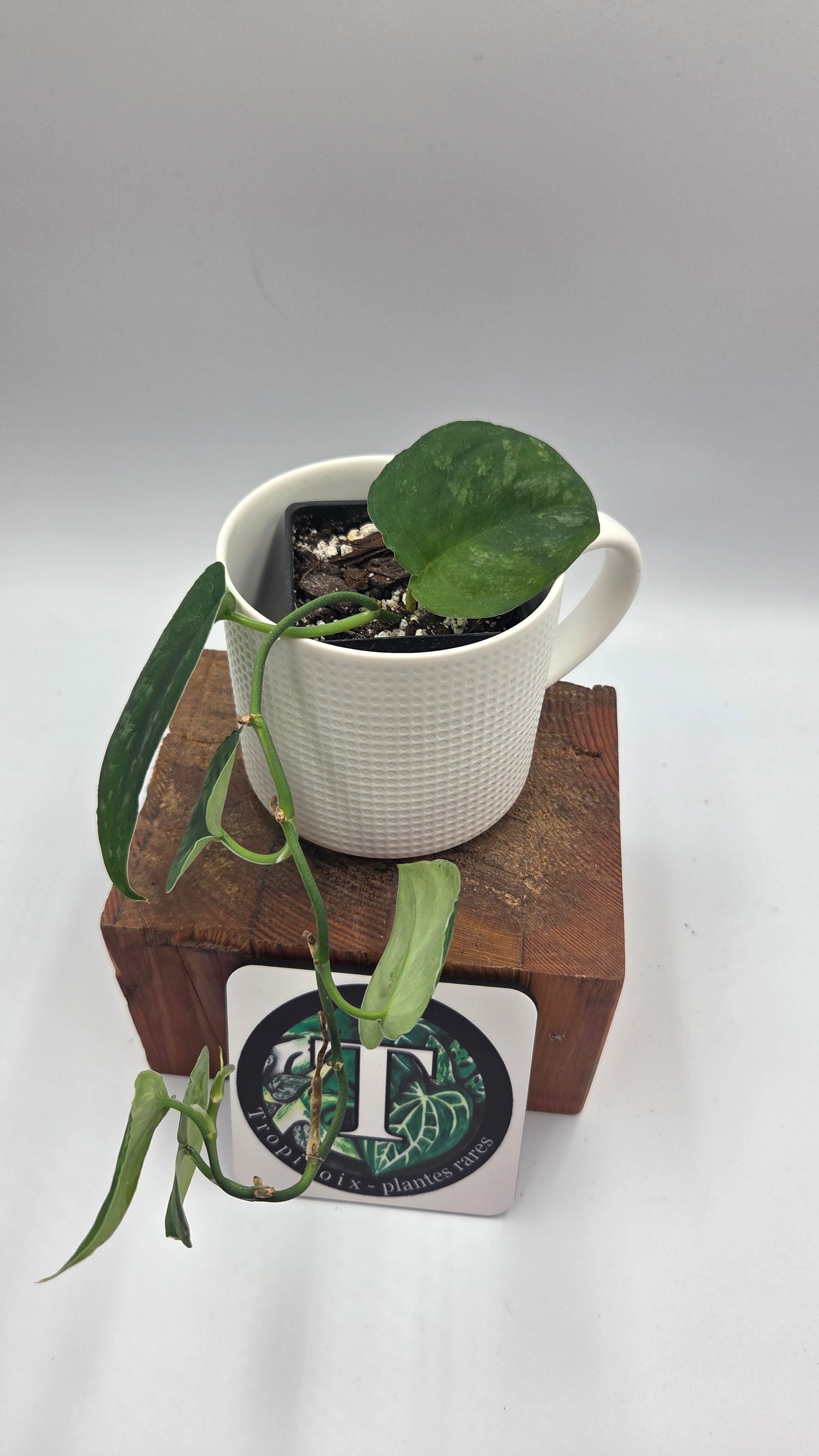 Scindapsus Silver Splash "Green on Green" (SCI-813)