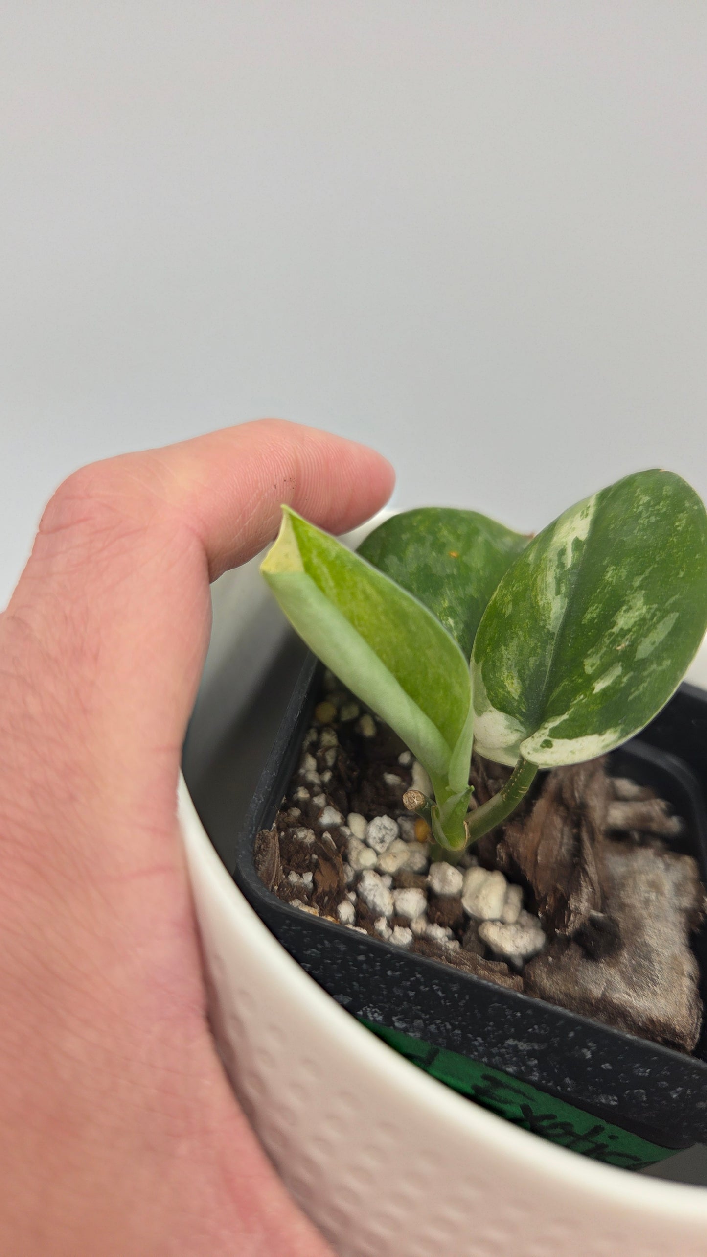 Scindapsus Exotica albo "narrow" (SCI-1055)