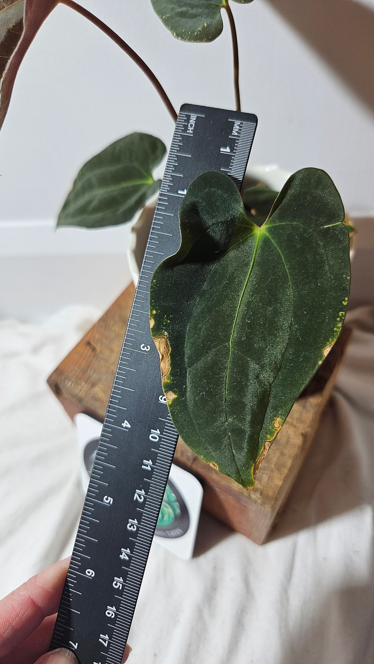 Anthurium SP Black Velvet "format MOYEN" (ANT-204)