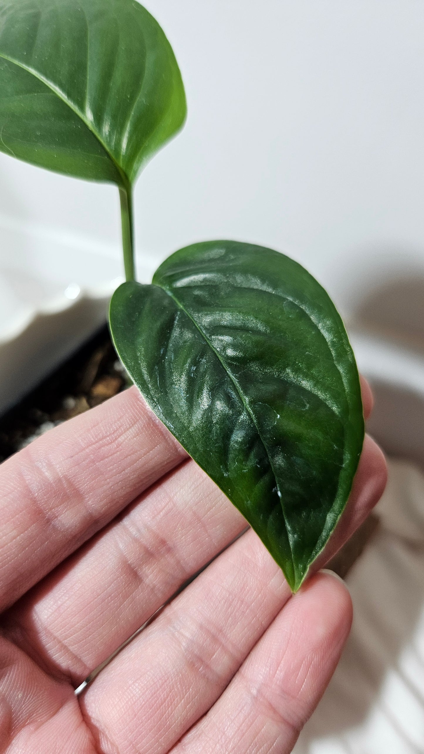 Monstera Obliqua Aff Amazonica (MON-198)