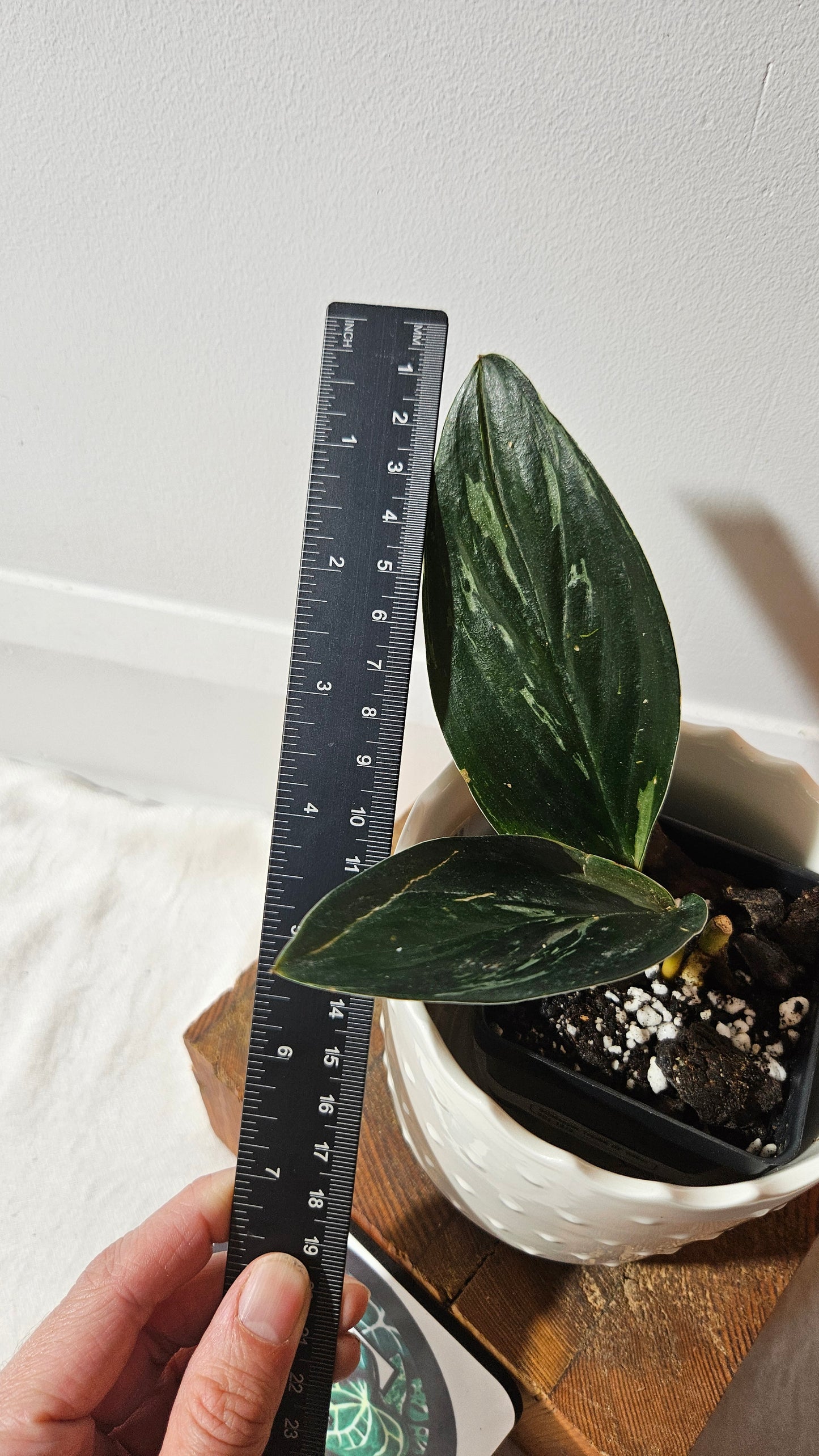 Scindapsus Treubii Dark Form silver (SCI-1013)