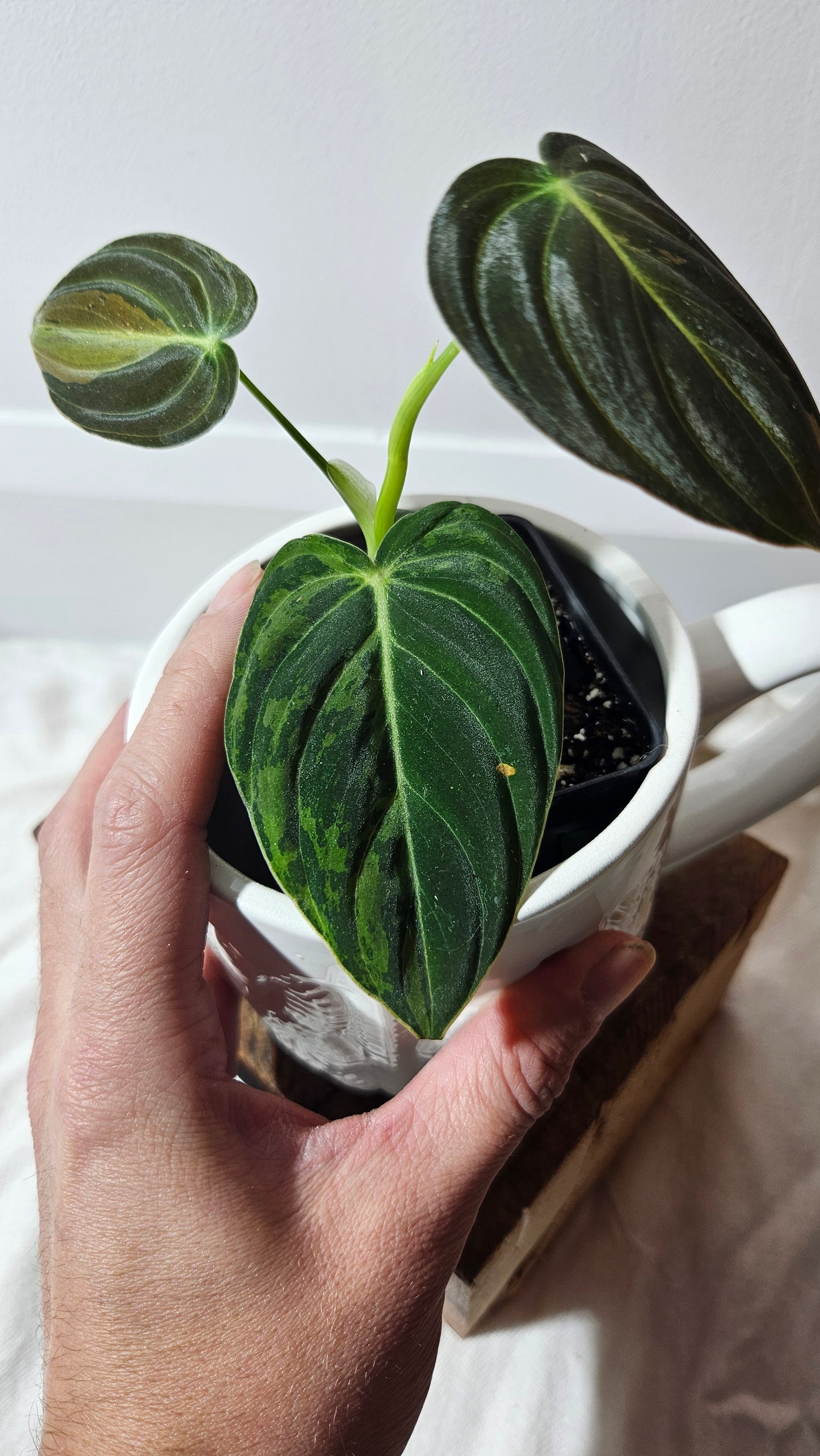 Philodendron Melanochrysum Variegata (PHI-611)