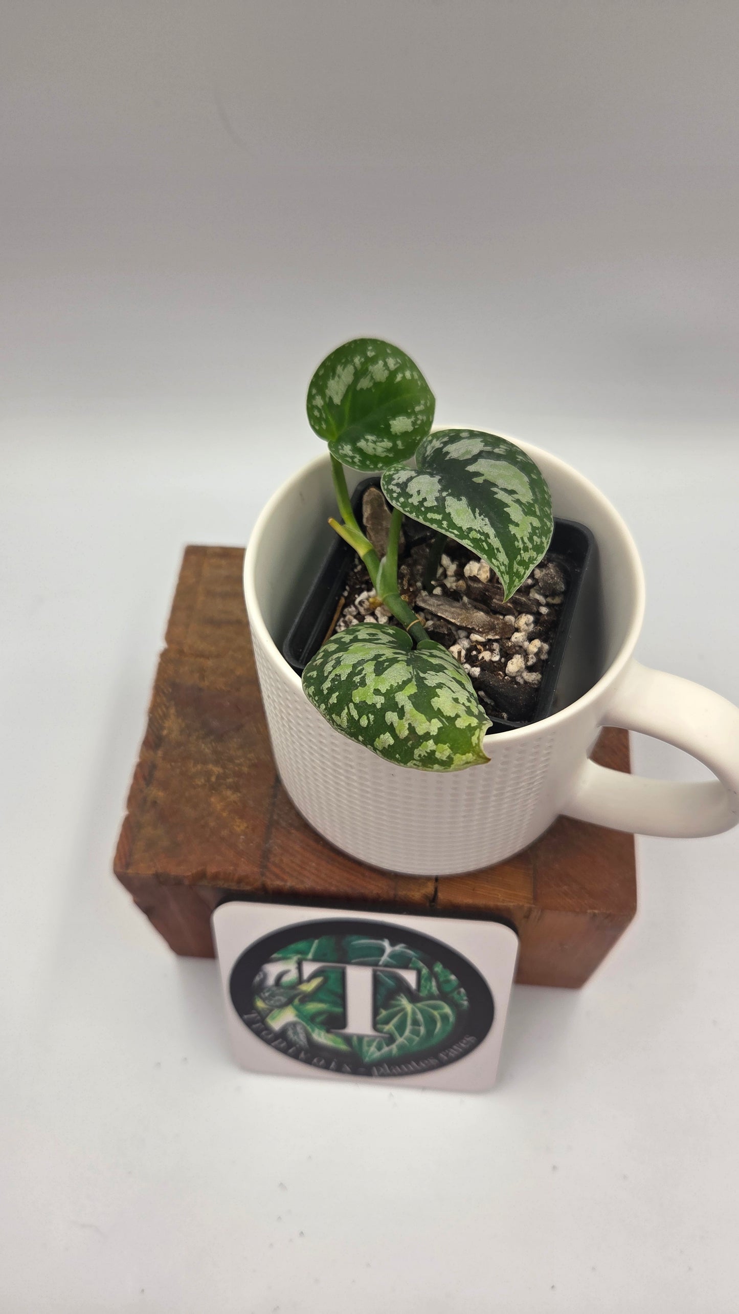 Scindapsus Tricolor Dark Form (SCI-1484)