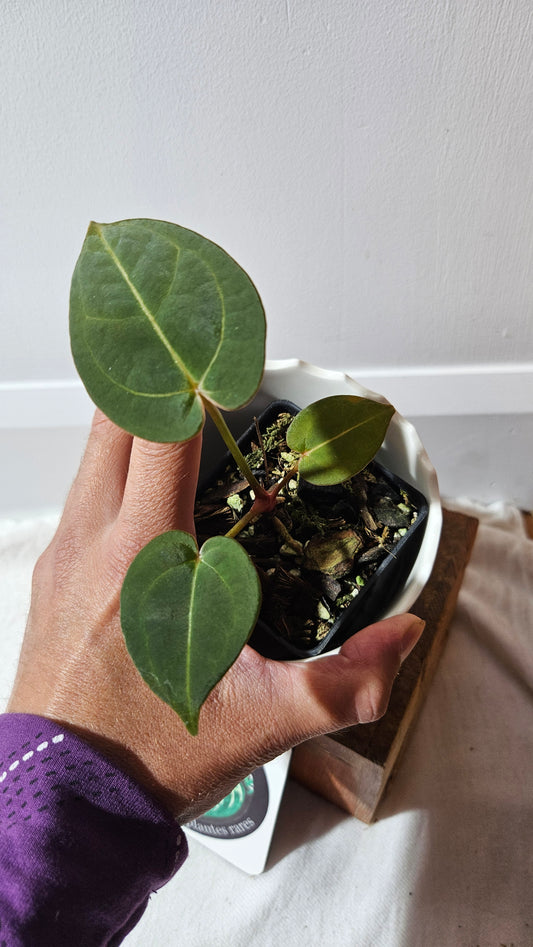Anthurium Hoffmanii Red Dot (ANT-469)