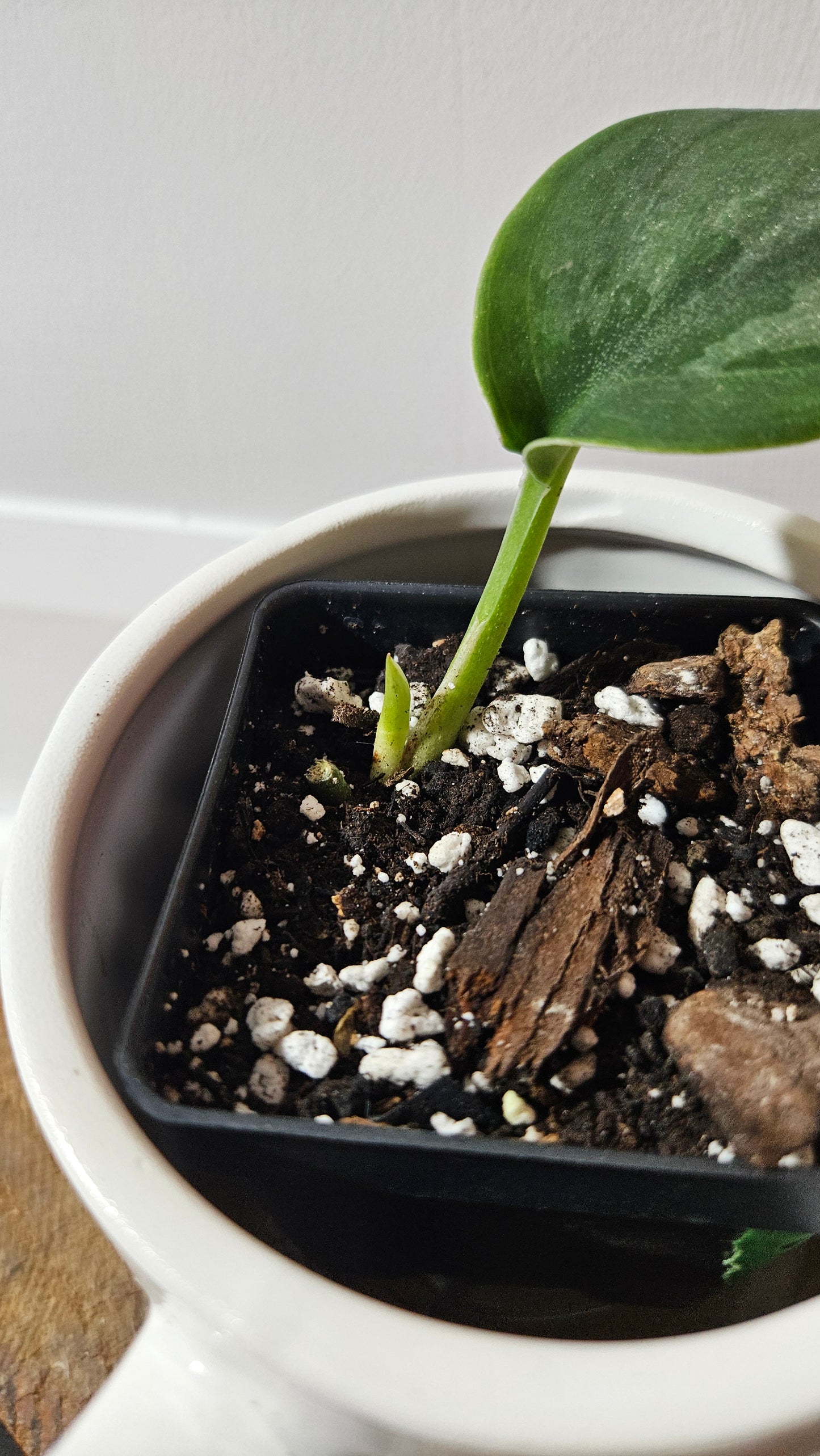 Scindapsus Blurik (SCI-1294)