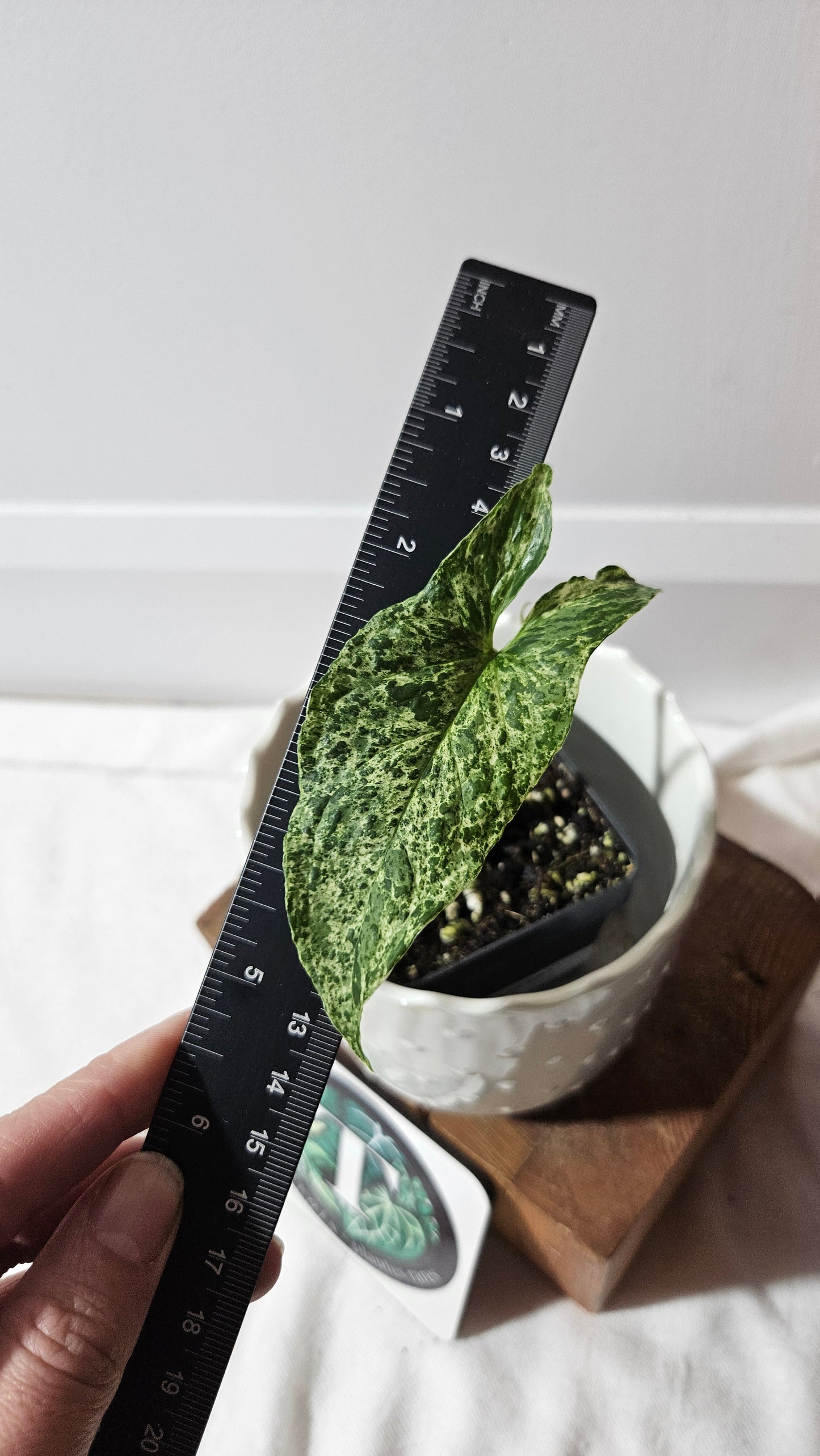 Syngonium Mojito (SYN-441)