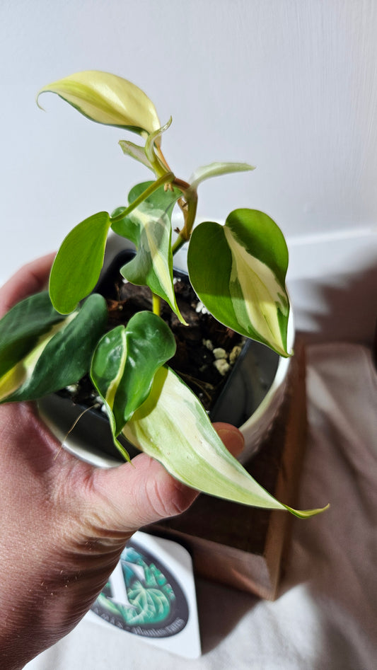 Philodendron Hederaceum Silver Stripe (PHI-737)
