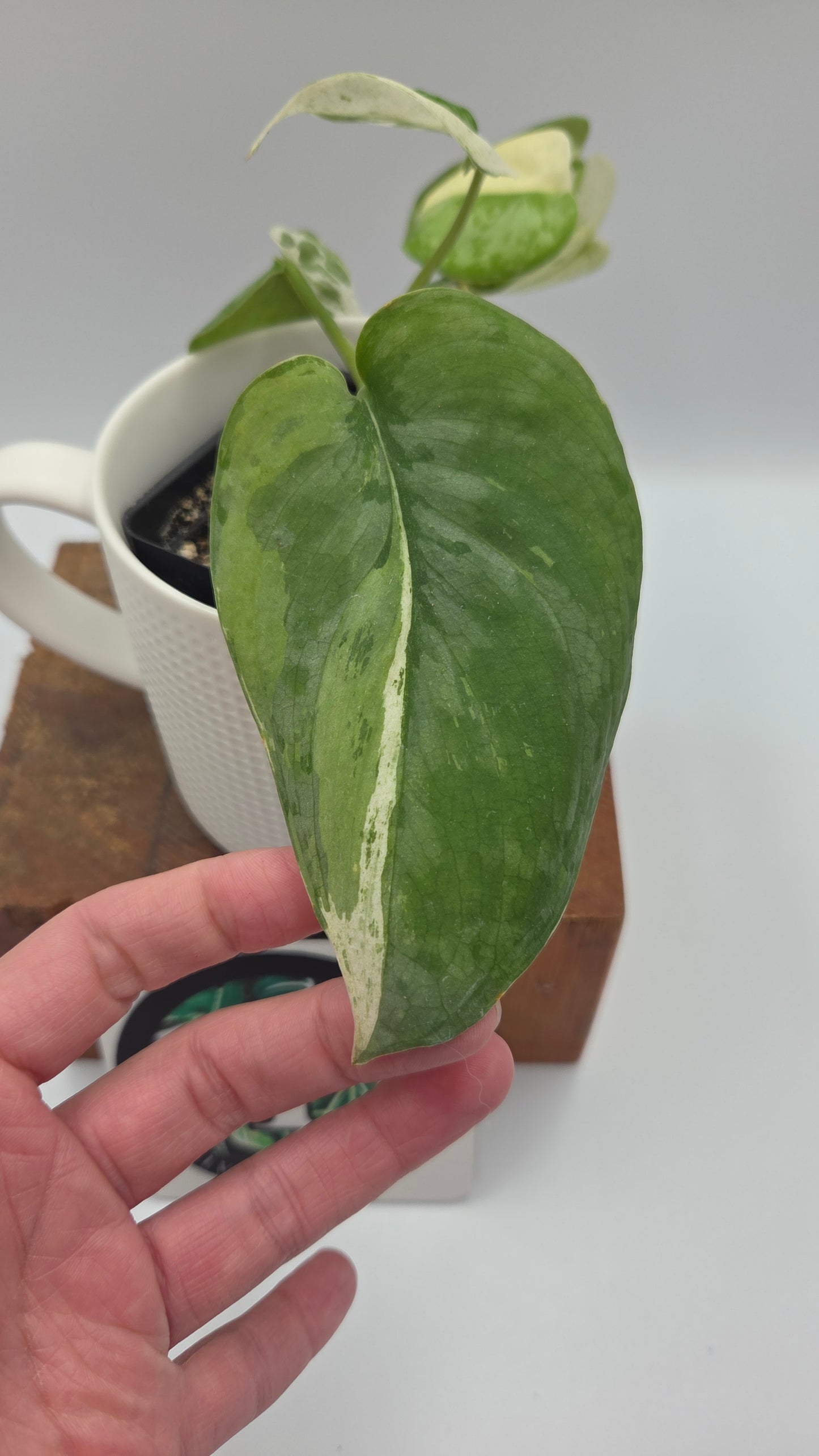 Scindapsus Salamount (SCI-755)