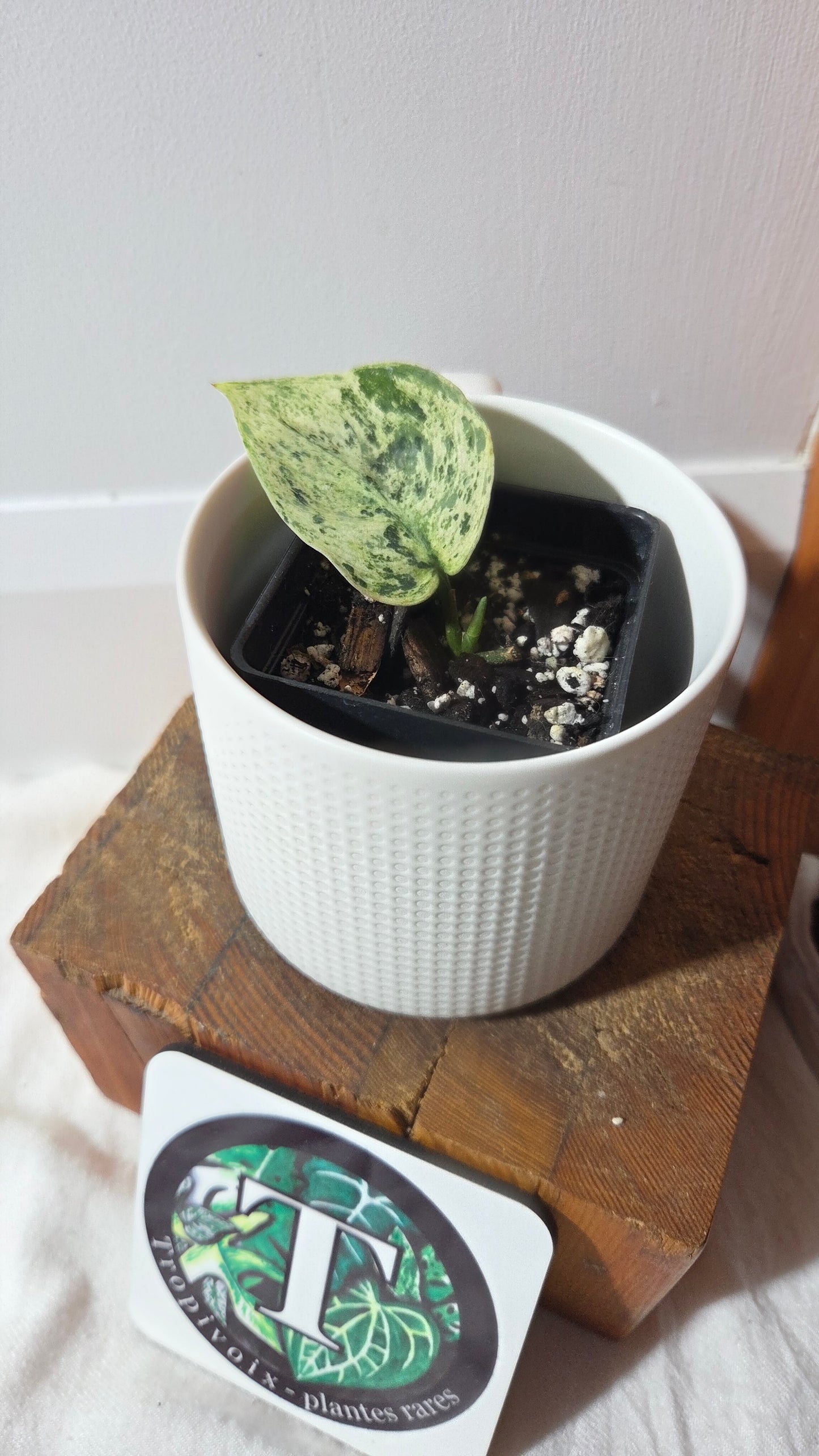 Scindapsus Silver Cloud variegata (SCI-1364)