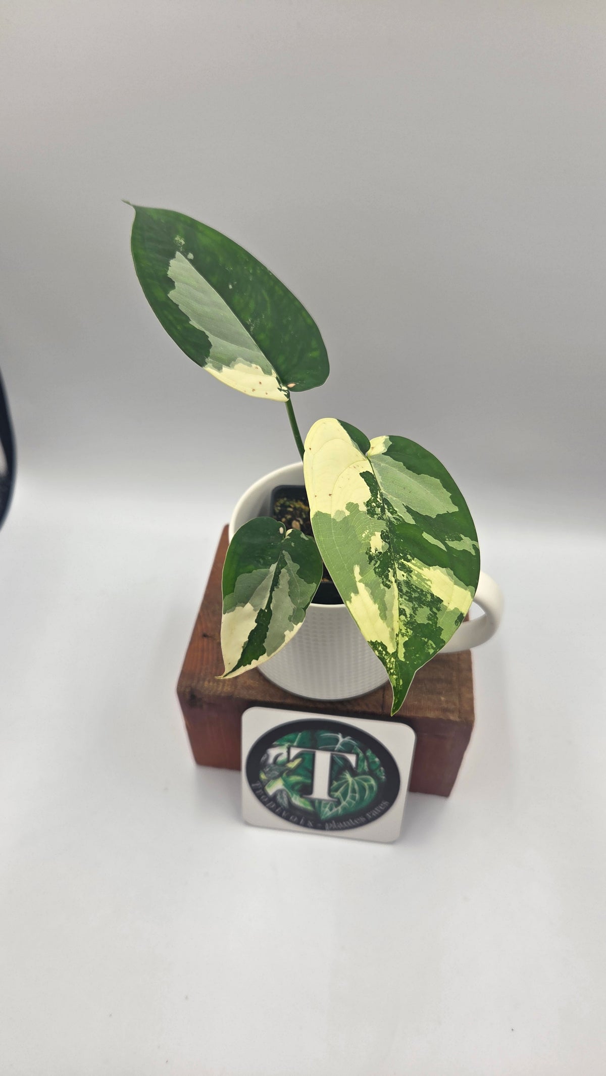 Syngonium Chiapense Albo (SYN-527)