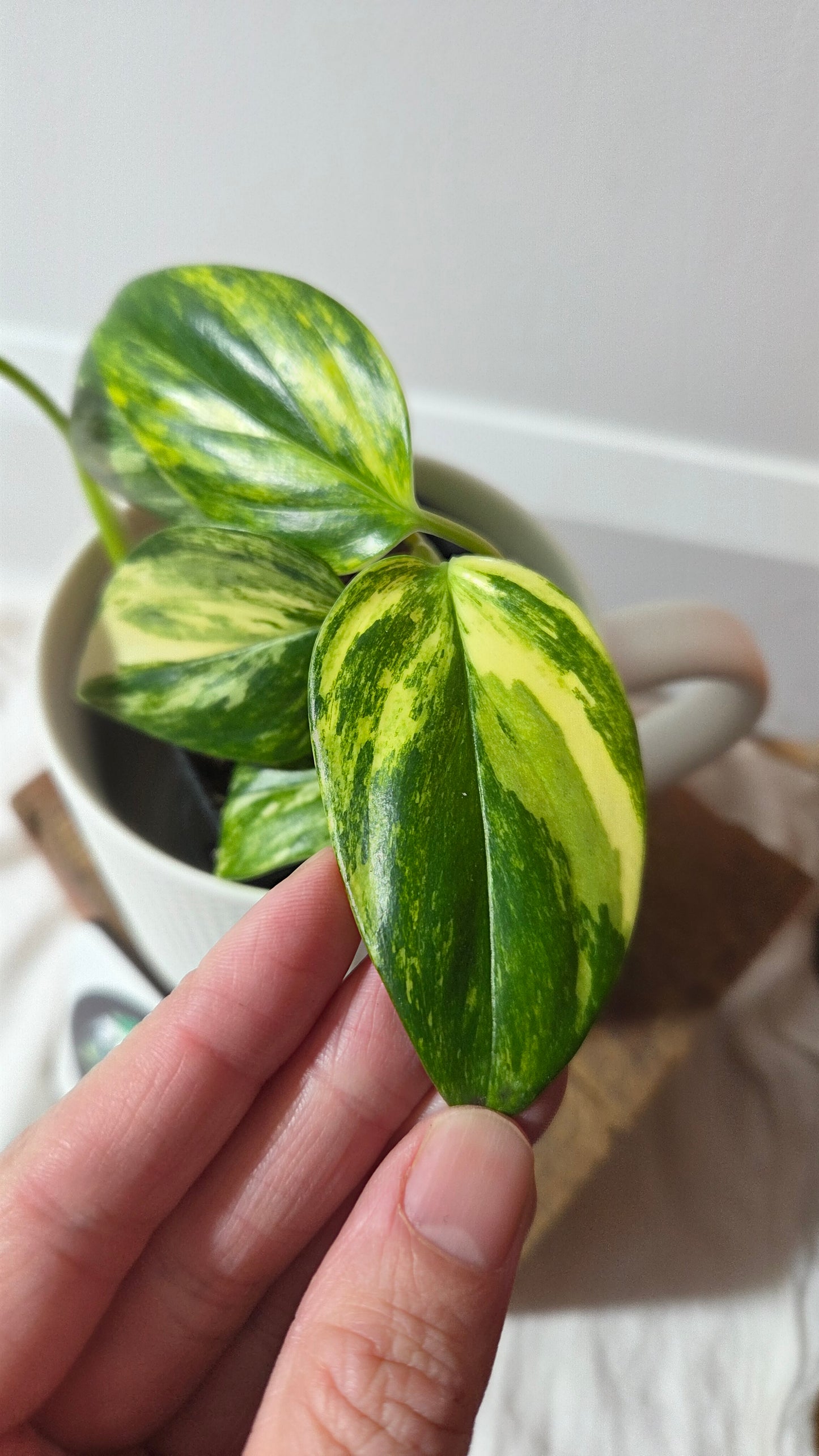 Monstera Standleyana Aurea (MON-261)