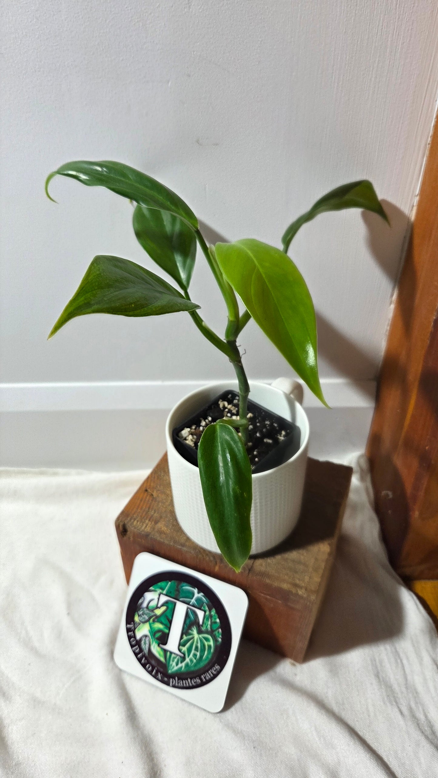 Philodendron Tripartitum (PHI-971)