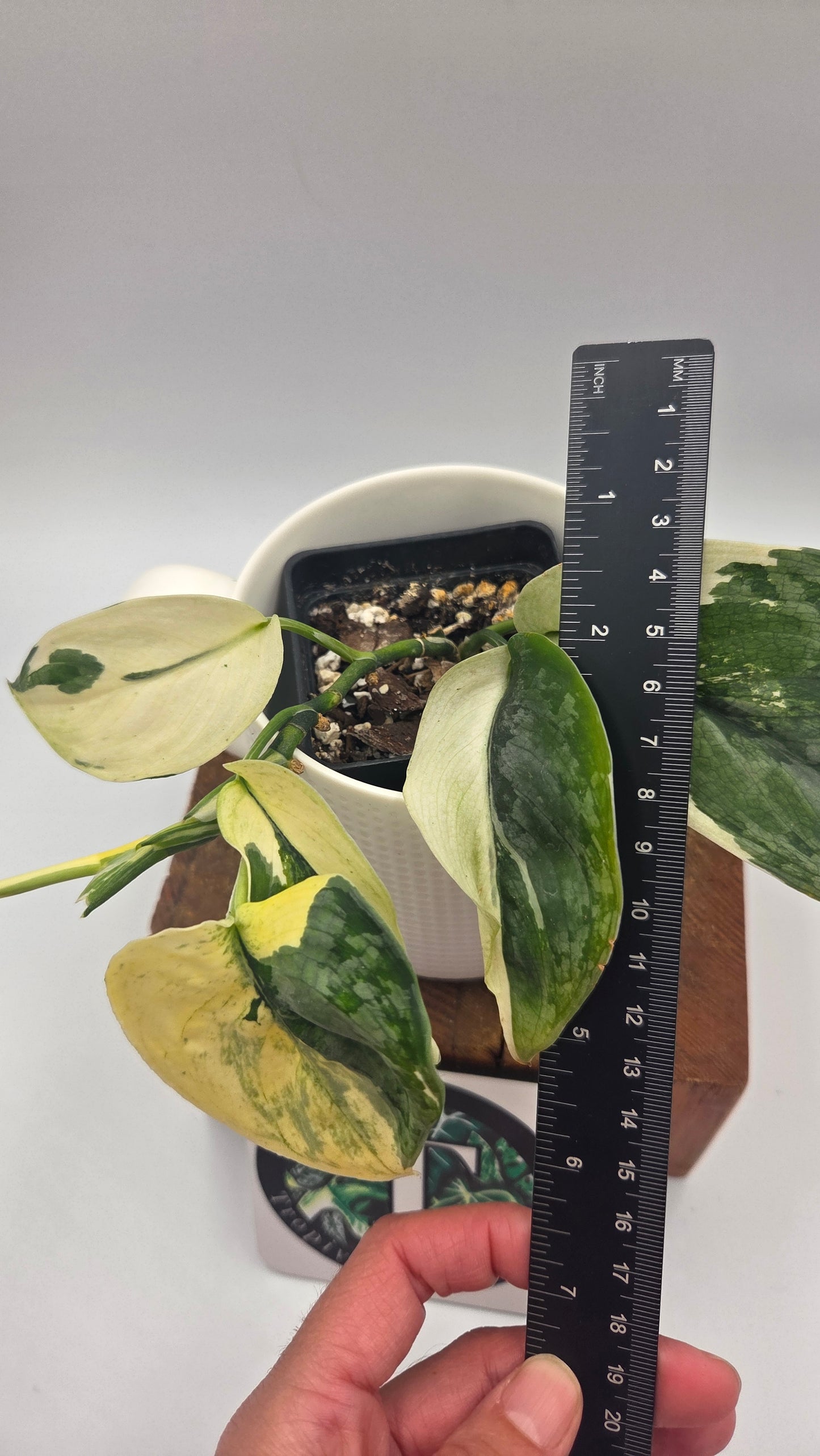 Scindapsus Silver Tattoo Variegata (SCI-1153)