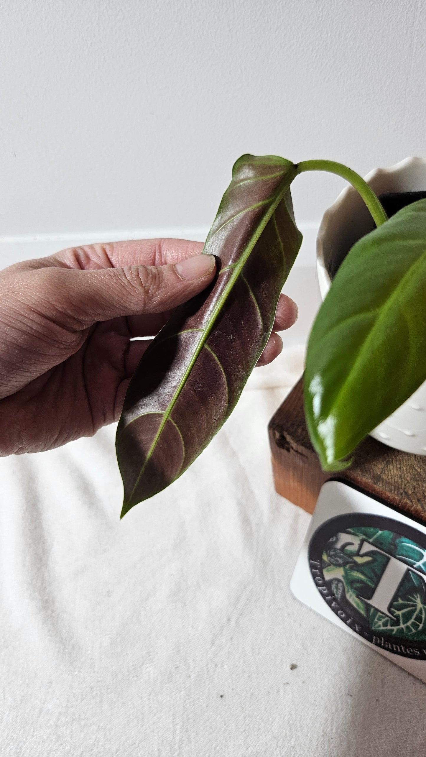 Philodendron Subhastatum Blood (PHI-794)