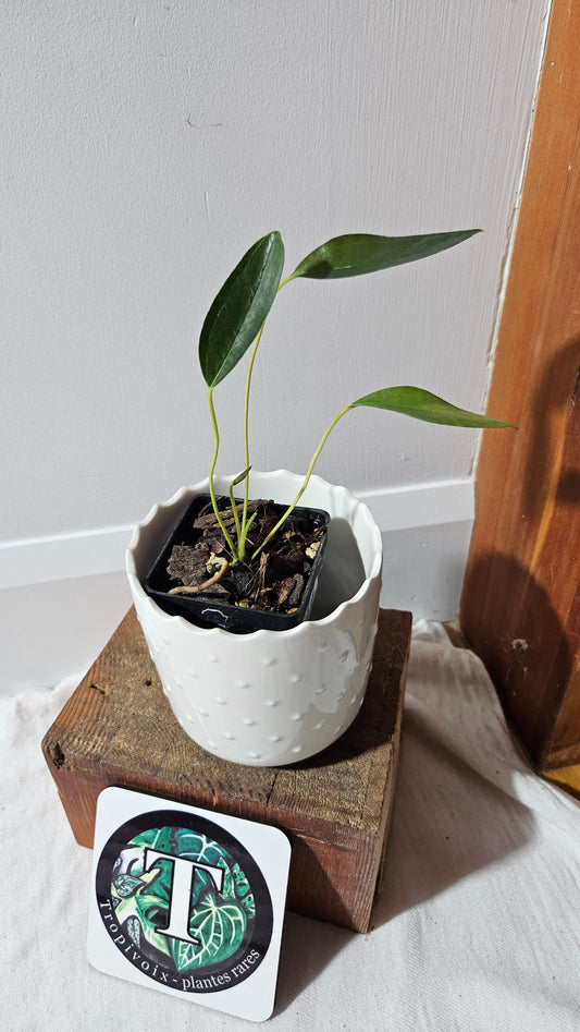 Anthurium Lingua "SMALL Format" (ANT-212)