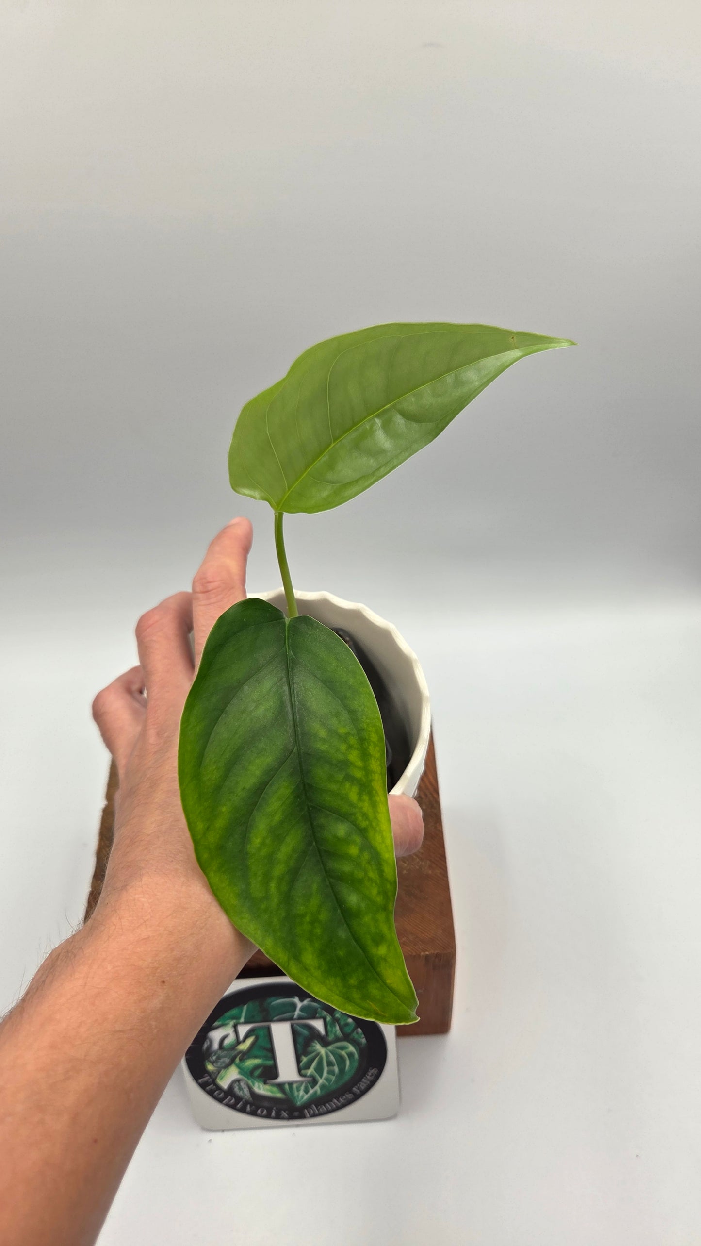 Monstera Obliqua Aff Amazonica (MON-303)