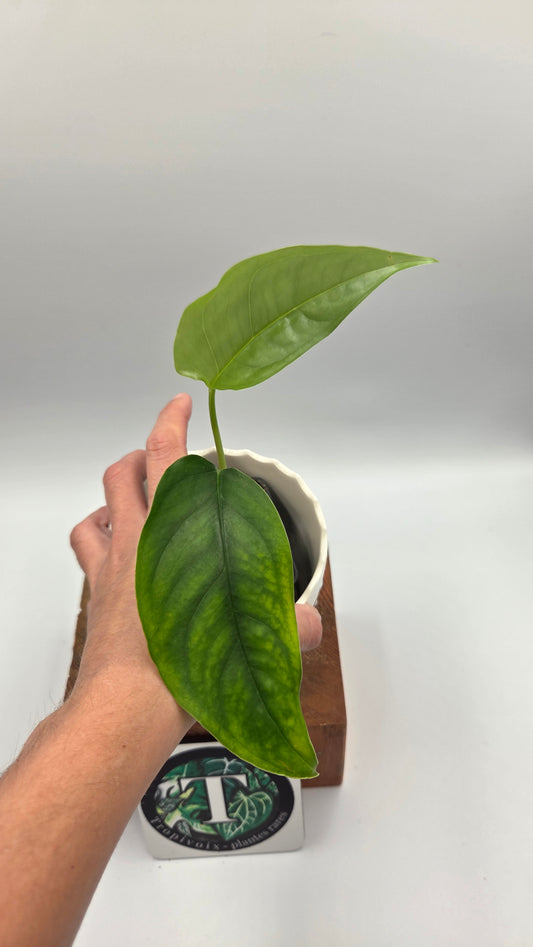 Monstera Obliqua Aff Amazonica (MON-303)