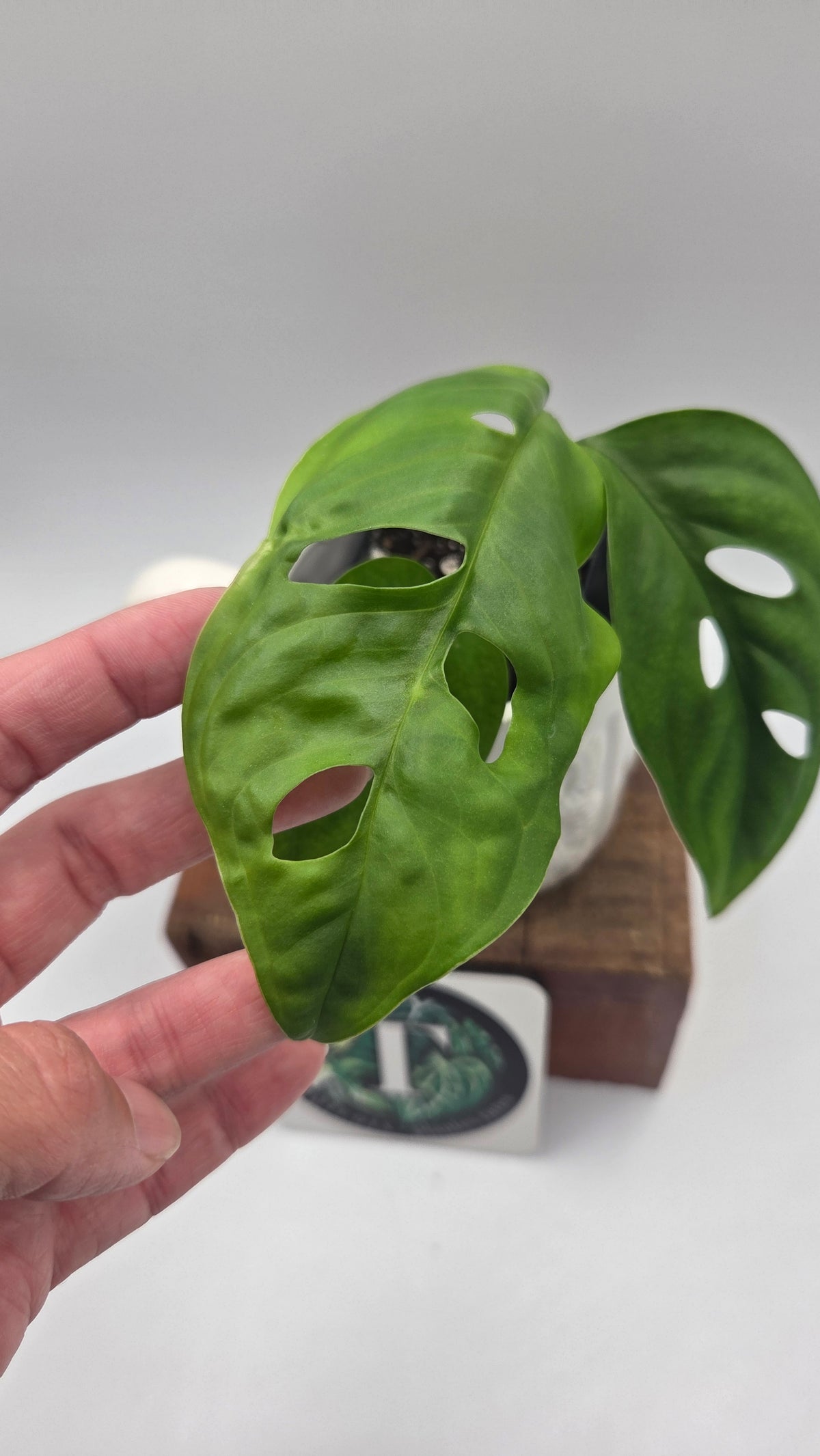 Monstera Esqueletto (MON-575)