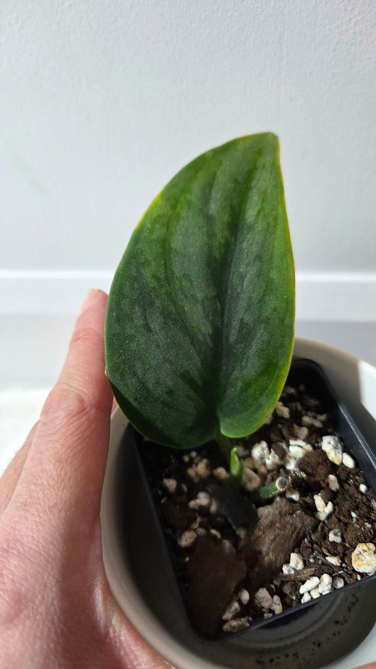 Scindapsus Blurik (SCI-1410)