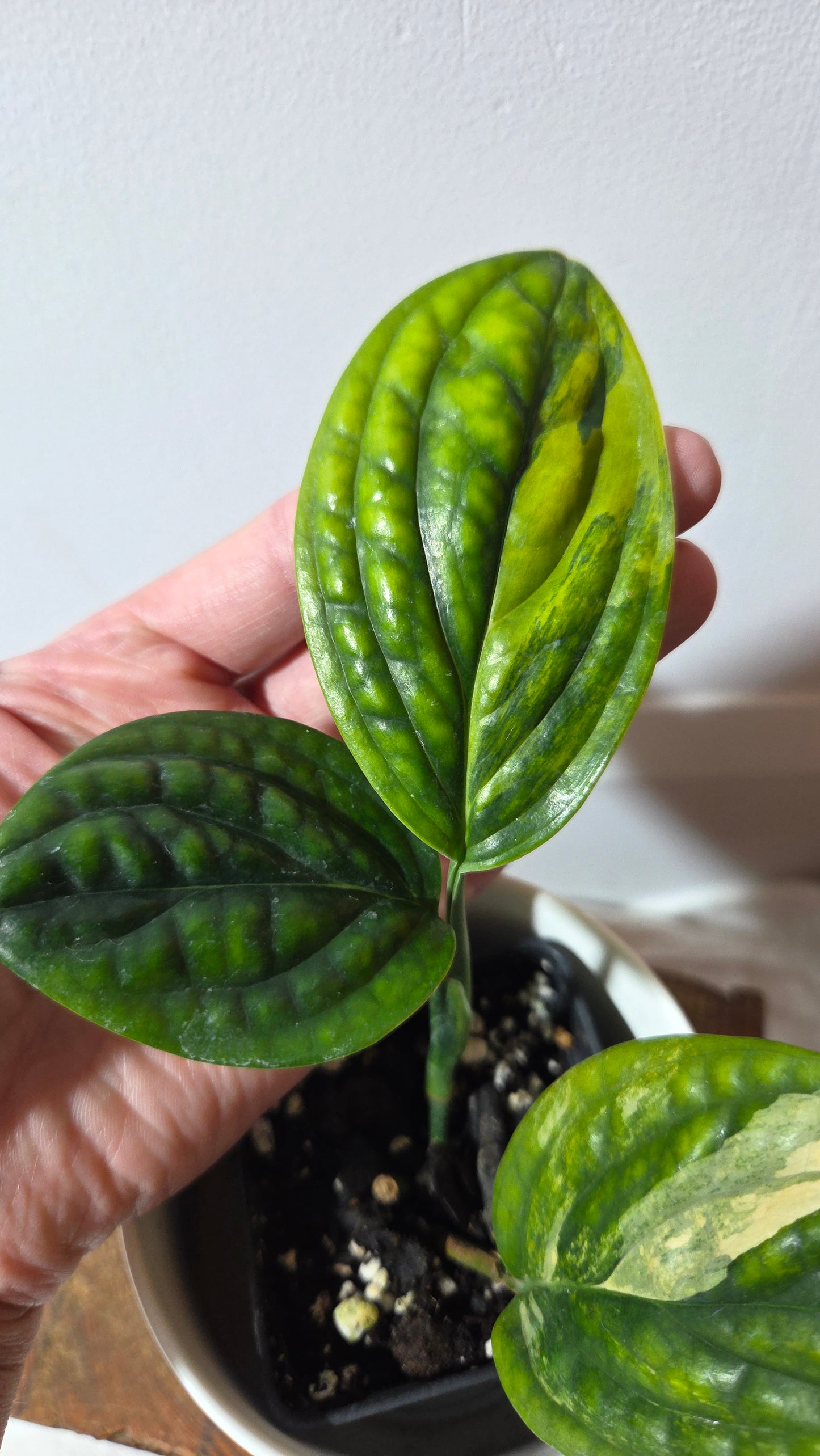 Monstera Karstenianum/Peru Variegata (MON-501)