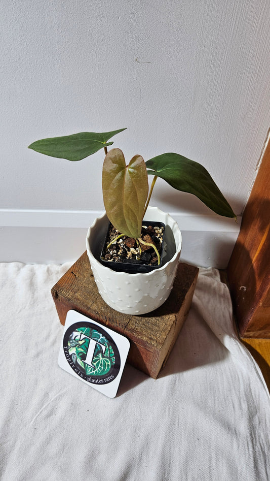 Anthurium Napo X Papillilaminum "format MOYEN" (ANT-417)